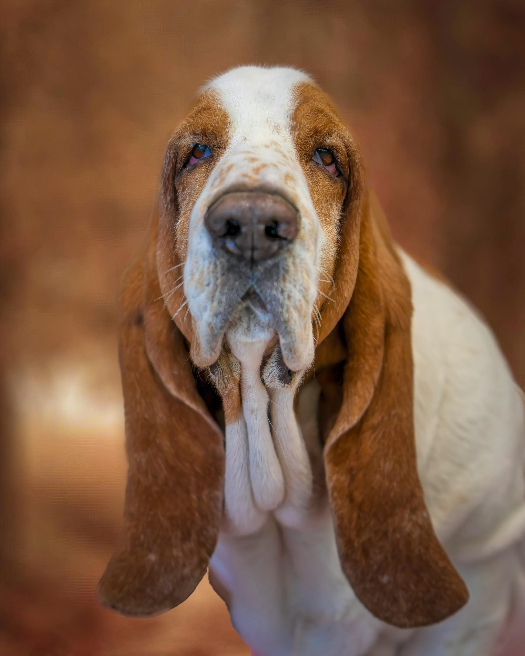 Basset Hound: With their heavy bones and low energy, Basset Hounds are the undisputed kings of the midday nap. Their long ears and droopy eyes naturally reflect a relaxed mood. Once they find a soft rug, they will likely stay there for hours.