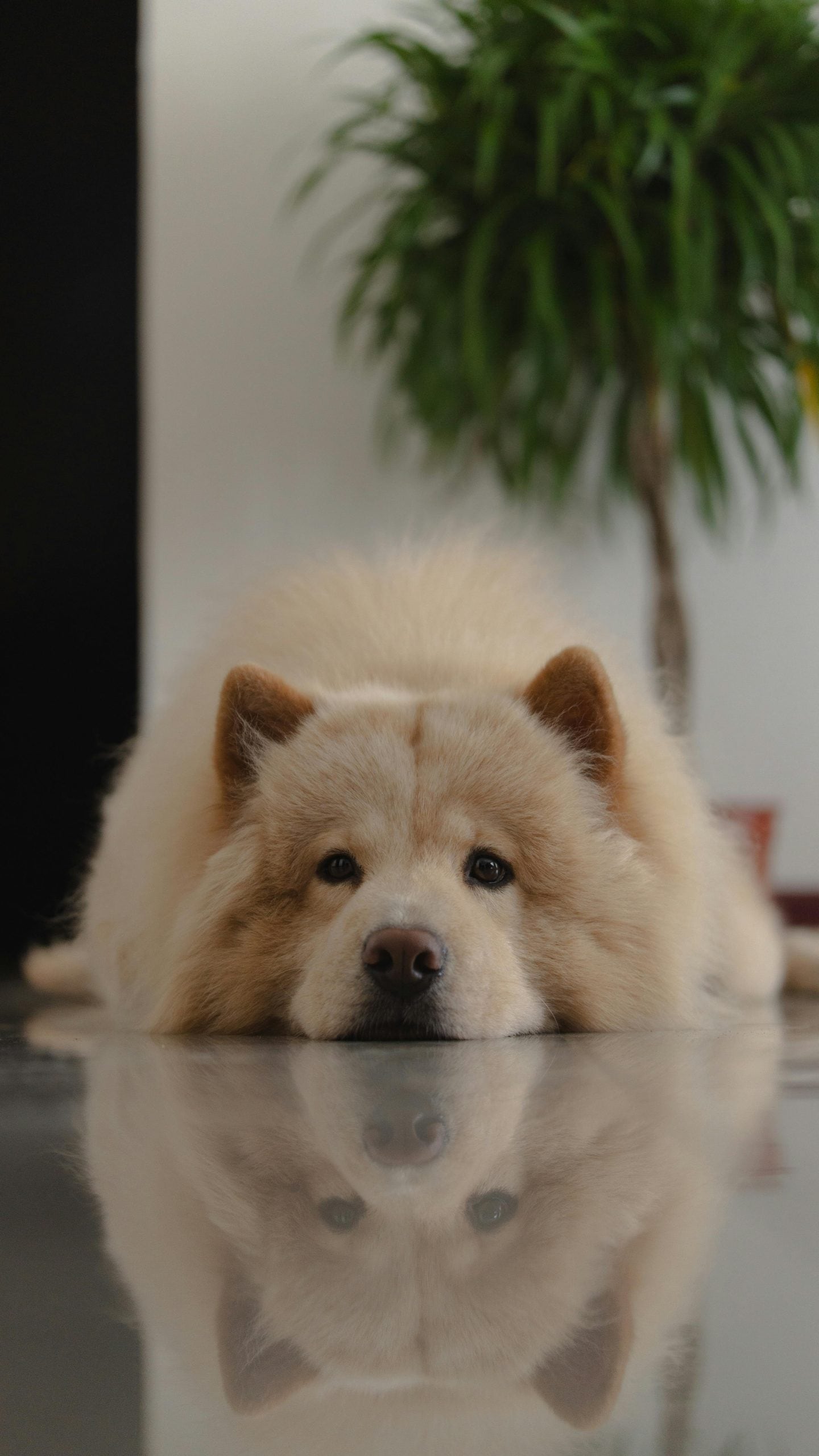 Chow Chow: Chow dogs are independent, cat-like dogs that value their personal space and comfort. They are not high-energy players; Instead, they prefer to watch the family from a comfortable, stable position, slipping in and out of naps throughout the day.