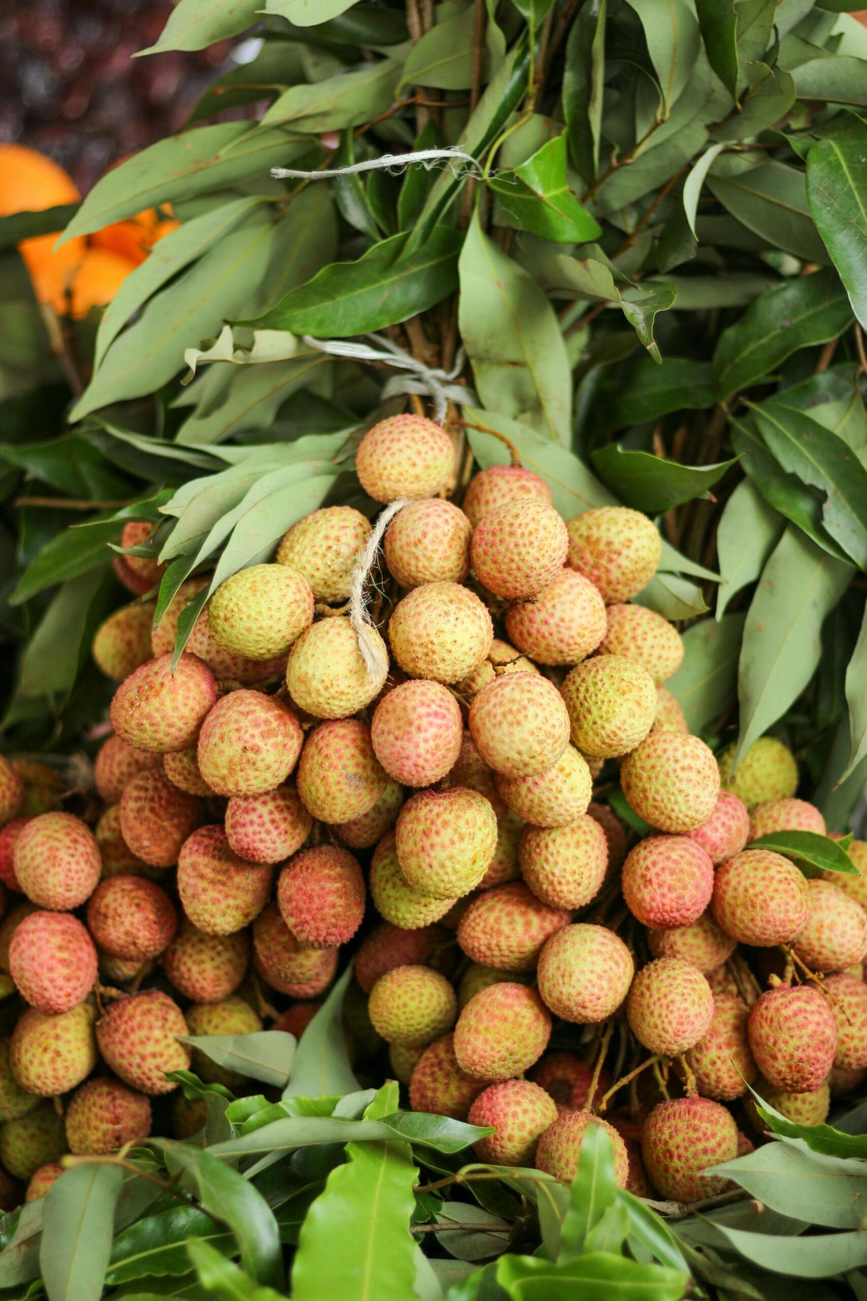 Harvesting the Fruit: Litchis do not ripen after being picked, so wait until the skin turns vibrant red and the bumps flatten slightly. Taste one to check for sweetness bef Harvesting the Fruit: Litchis do not ripen after being picked, so wait until the skin turns vibrant red and the bumps flatten slightly. Taste one to check for sweetness bef
