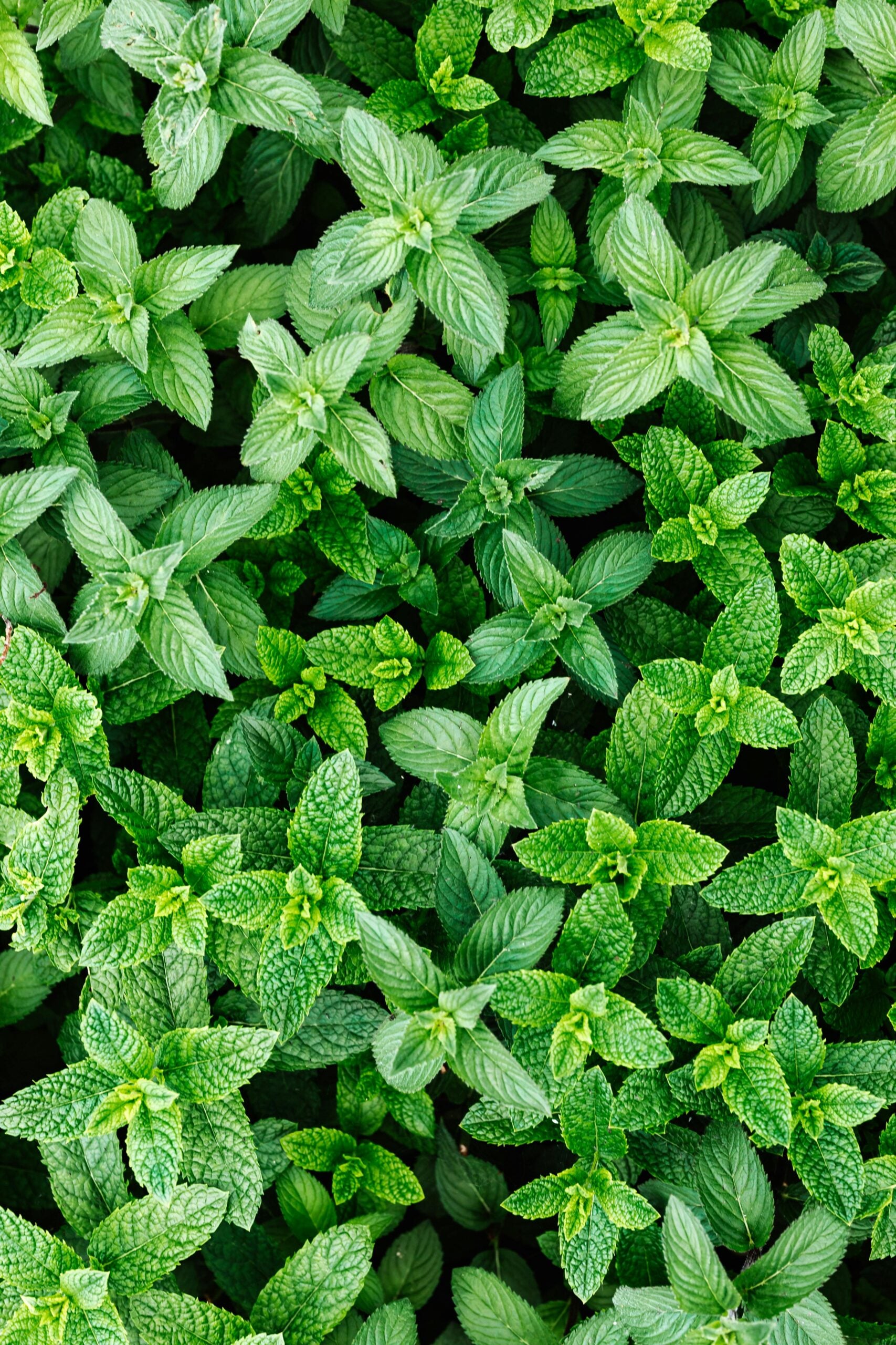 Cockroaches In Your Kitchen? These 4 Plants May Help Keep Them Away