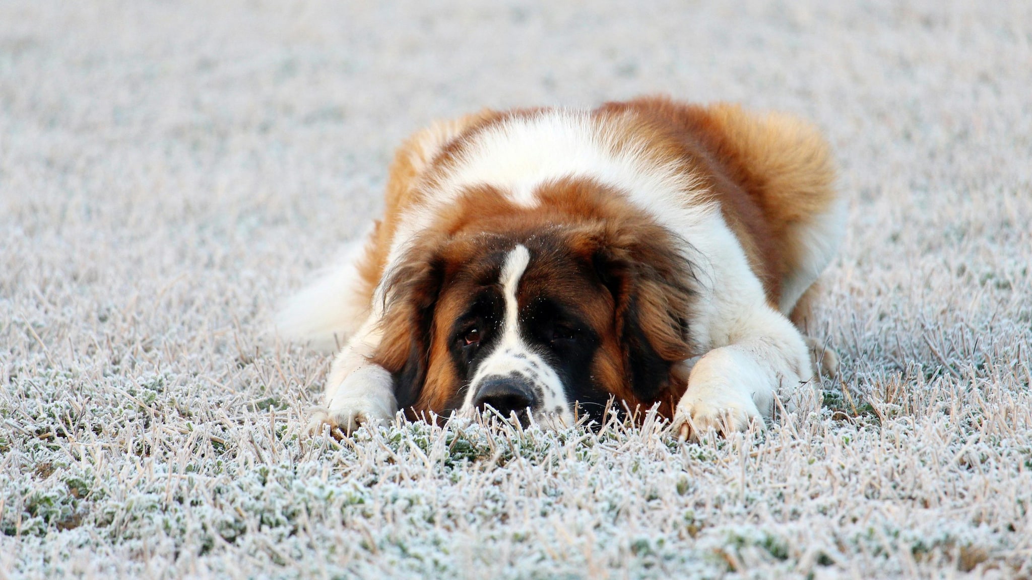 Saint Bernard: The Saint Bernard is a large, calm breed that conserves energy whenever possible. Known for their patient and sleepy nature, they tend to move slowly and spend most of their time lying on the ground in a deep, heavy slumber.