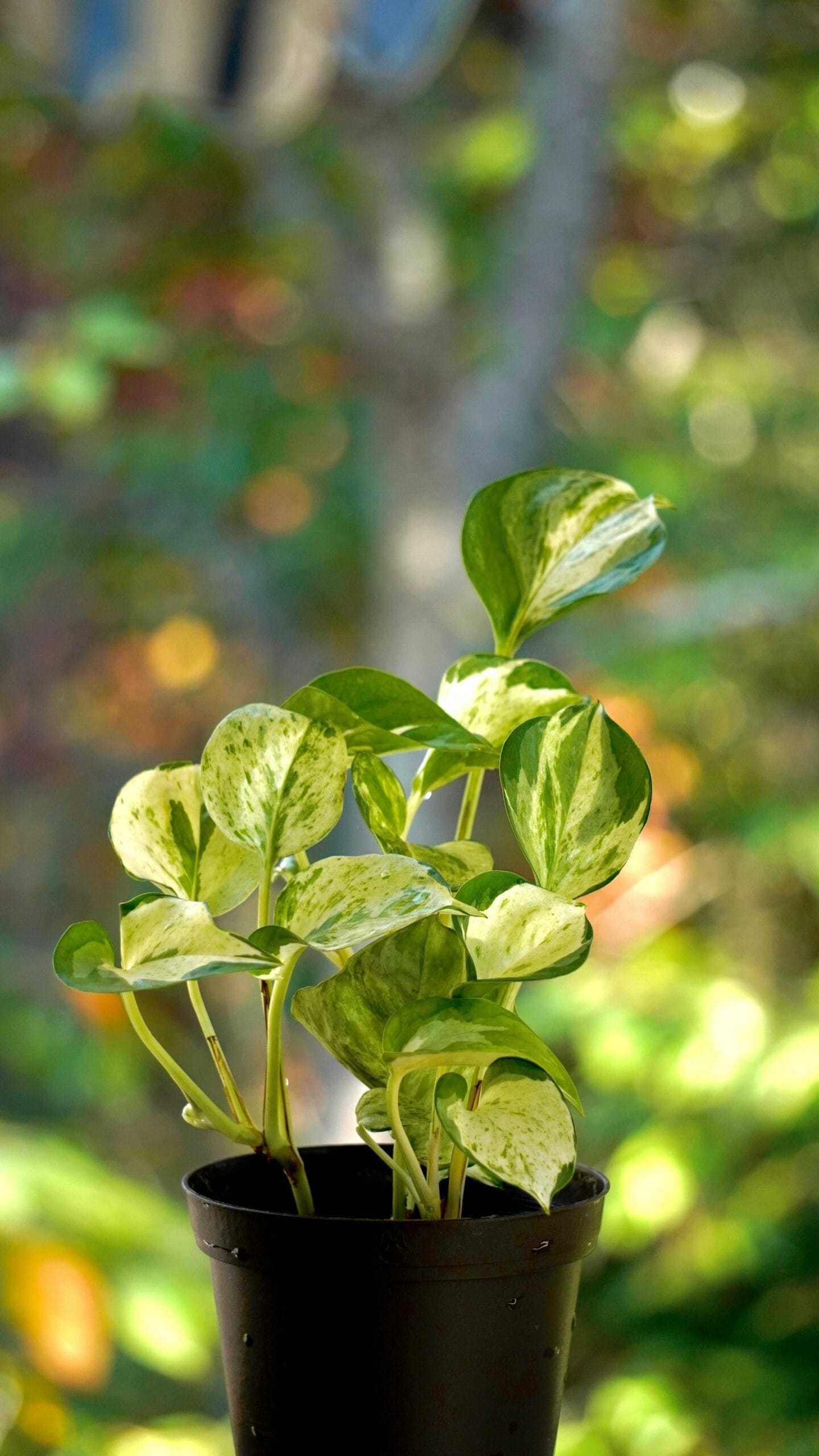 This 0 Gardening Trick Can Make Money Plants Bushier In Weeks