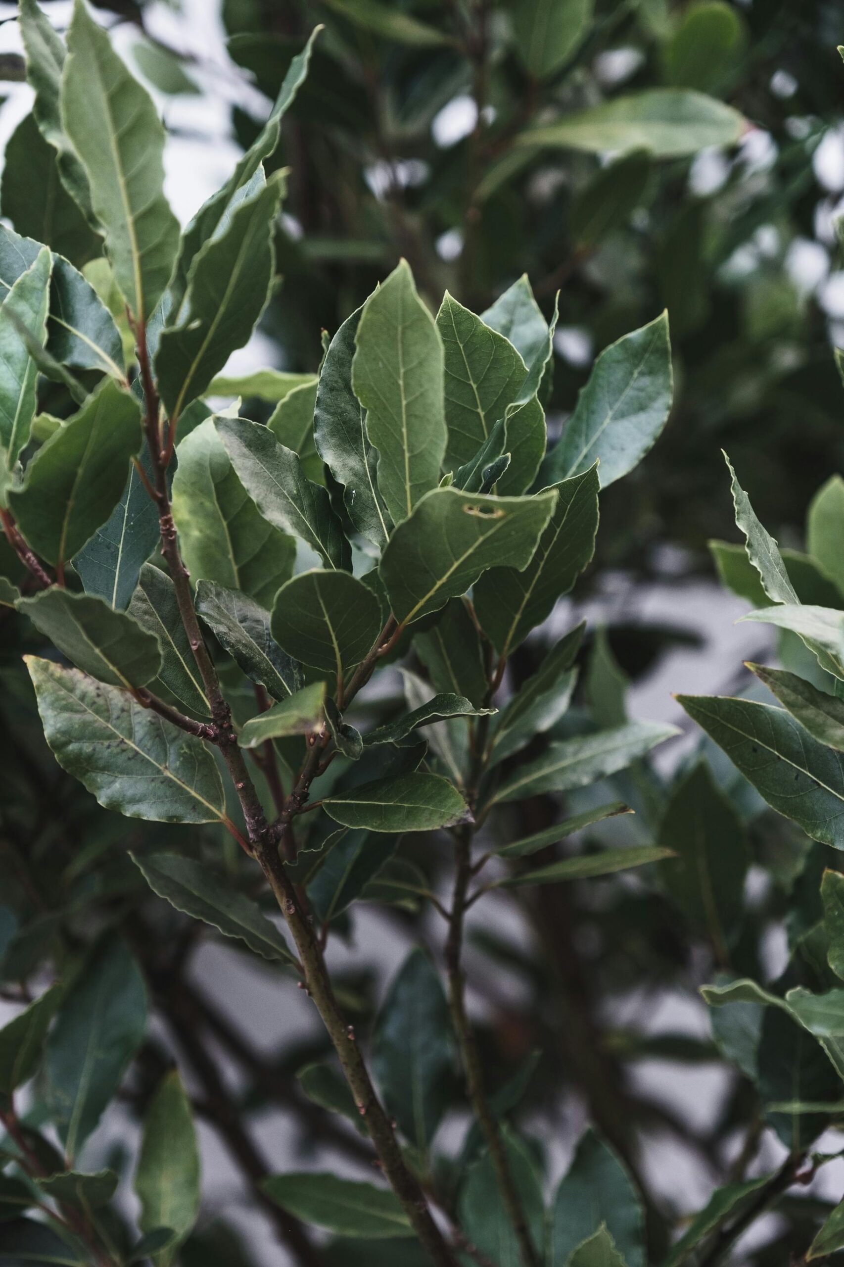 Cockroaches In Your Kitchen? These 4 Plants May Help Keep Them Away