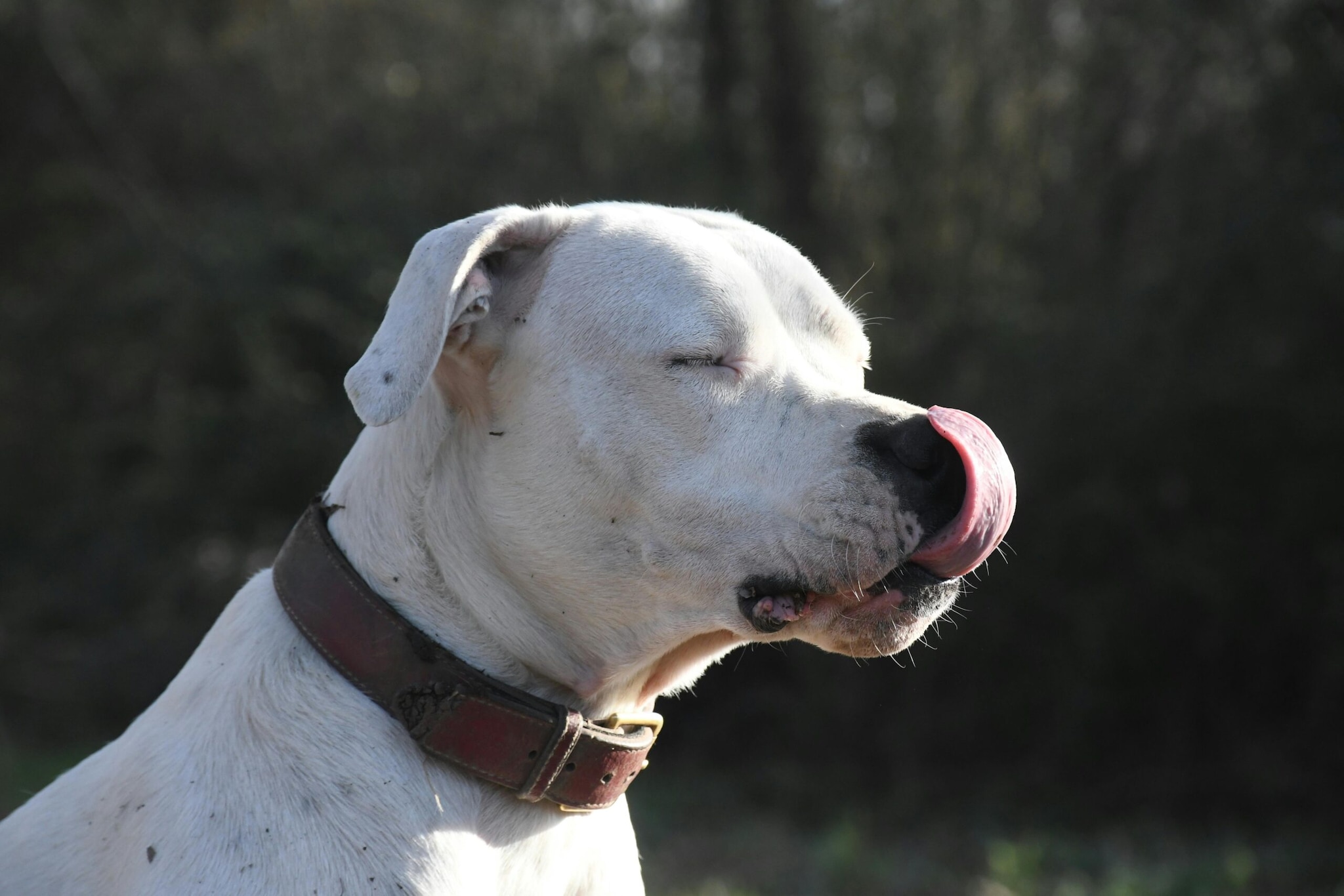 4. Dogo ArgentinoOriginally bred for big-game hunting, the Dogo Argentino is known for its strength and athleticism. The breed has been restricted or banned in several countries worldwide and has also come under regulatory focus in India.
