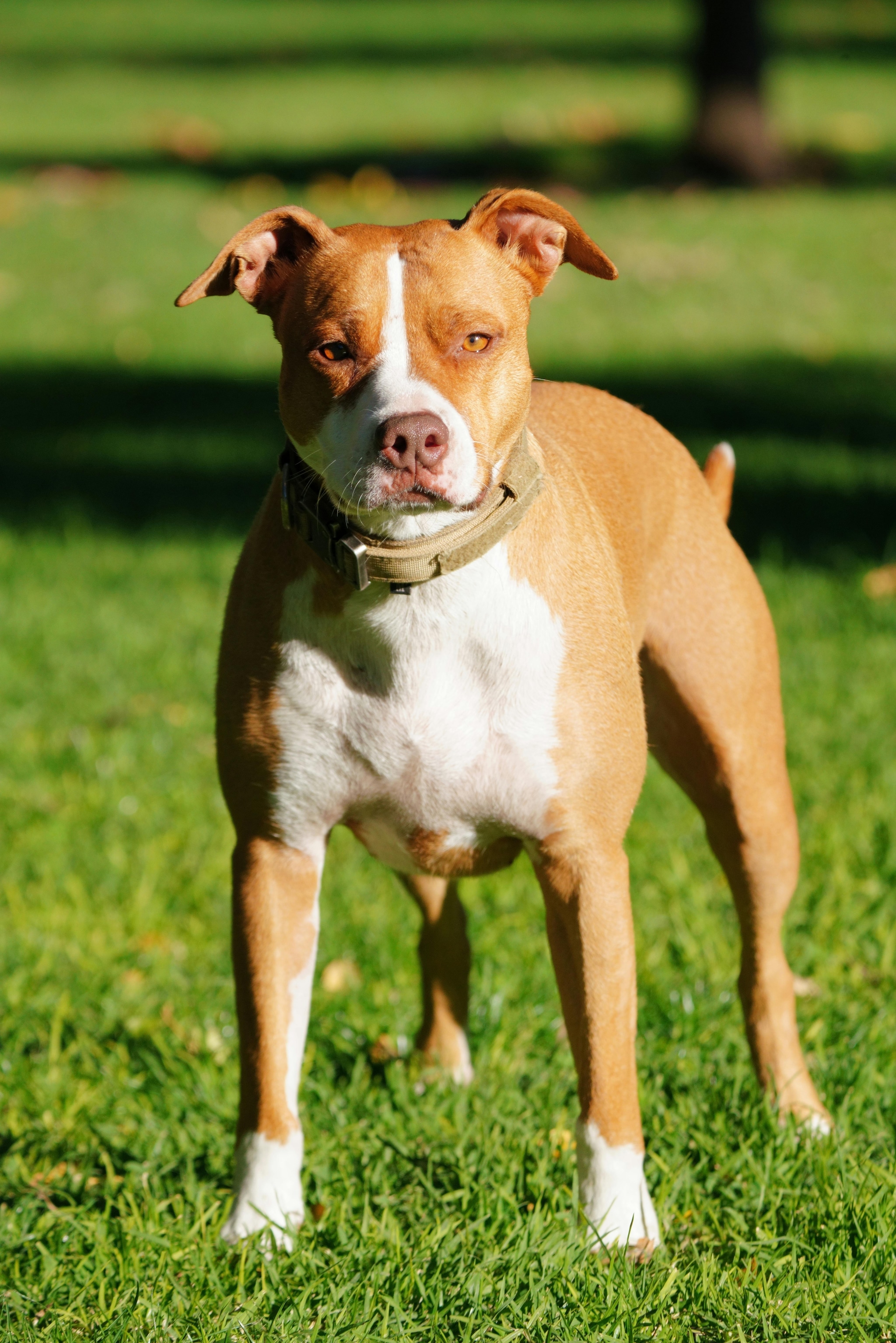 2. Pitbull TerrierPitbull Terriers are among the most controversial dog breeds globally due to their strength and history in dog fighting. In India, they have faced increasing restrictions after several reported attack cases. Authorities have advised against breeding and selling them in many areas.