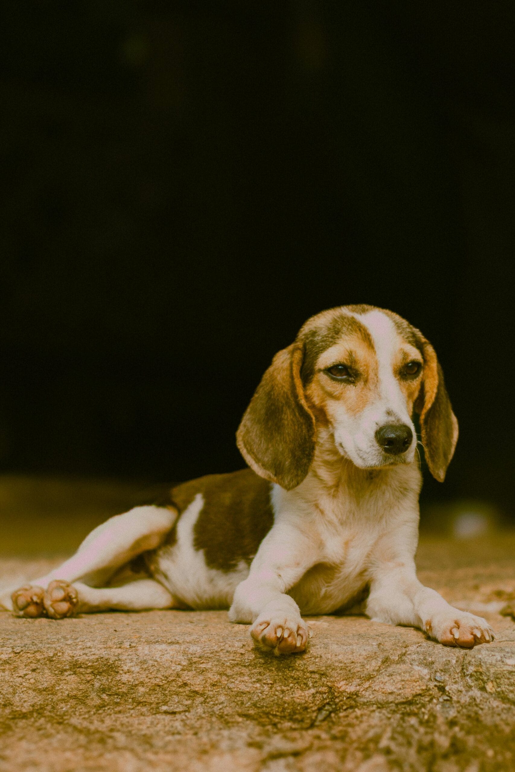 India is home to millions of pet lovers, but not every dog breed is legally permitted or encouraged for ownership everywhere in the country. Over the years, certain dog breeds have faced restrictions, import bans, or strict regulations because of concerns related to aggression, public safety, climate suitability, and illegal breeding practices. In 2024, the Centre advised states and Union Territories to prohibit the sale, breeding, and import of 23 “ferocious” dog breeds and their crossbreeds following rising concerns over dog attacks. While implementation can vary across regions, these breeds have become some of the most debated and restricted dog breeds in India.