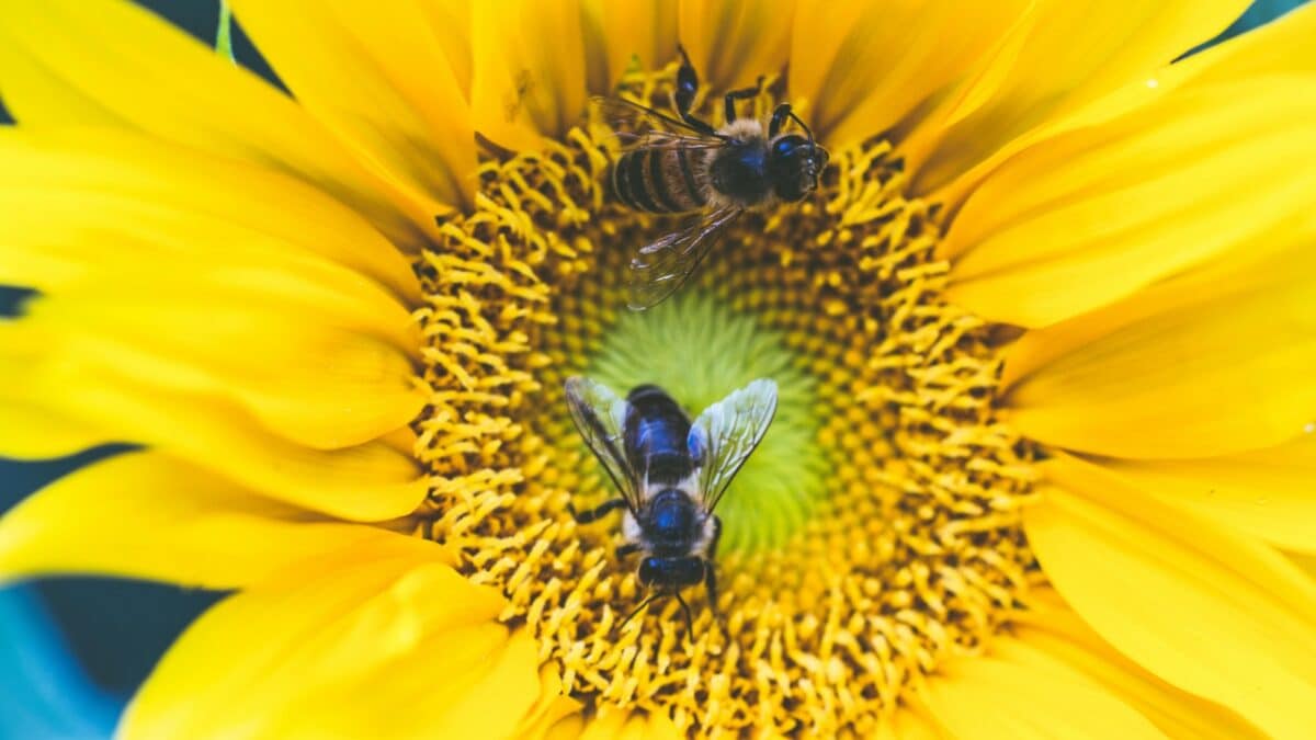 A Step By Step Guide To Build A Pollinator Friendly Garden In Your Home ...