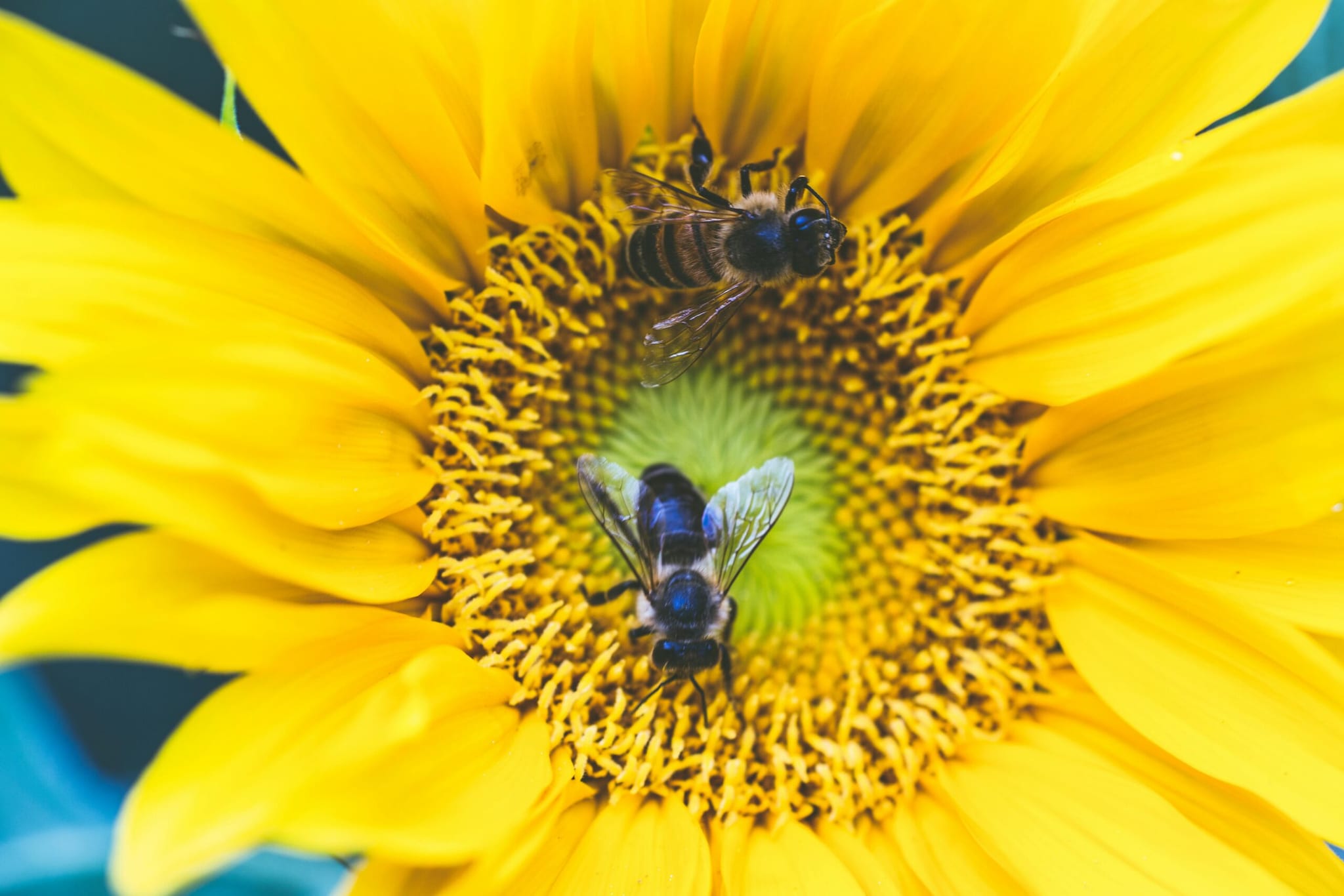 A Step By Step Guide To Build A Pollinator Friendly Garden In Your Home ...