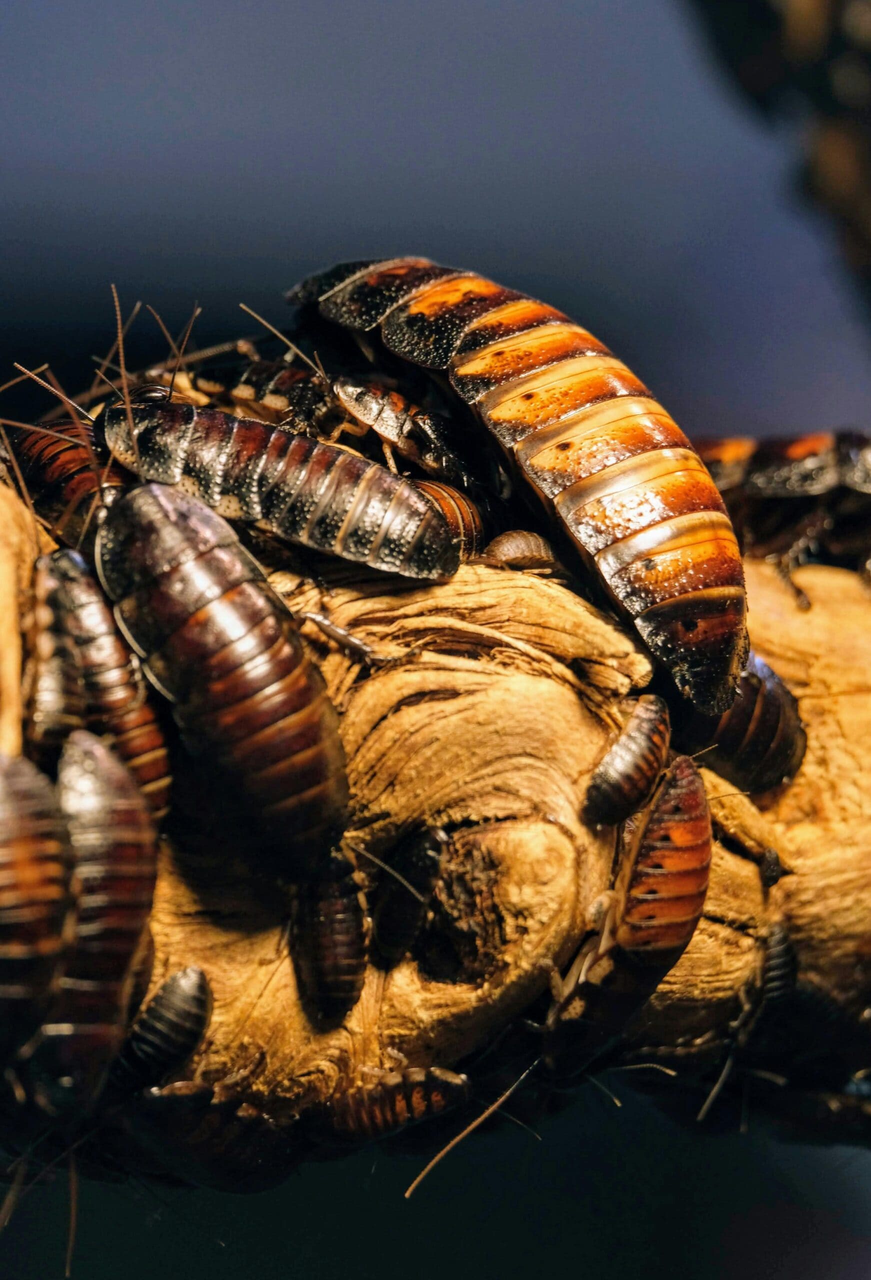 Tips And Tricks: Easy Ways To Remove Cockroaches From Your Home