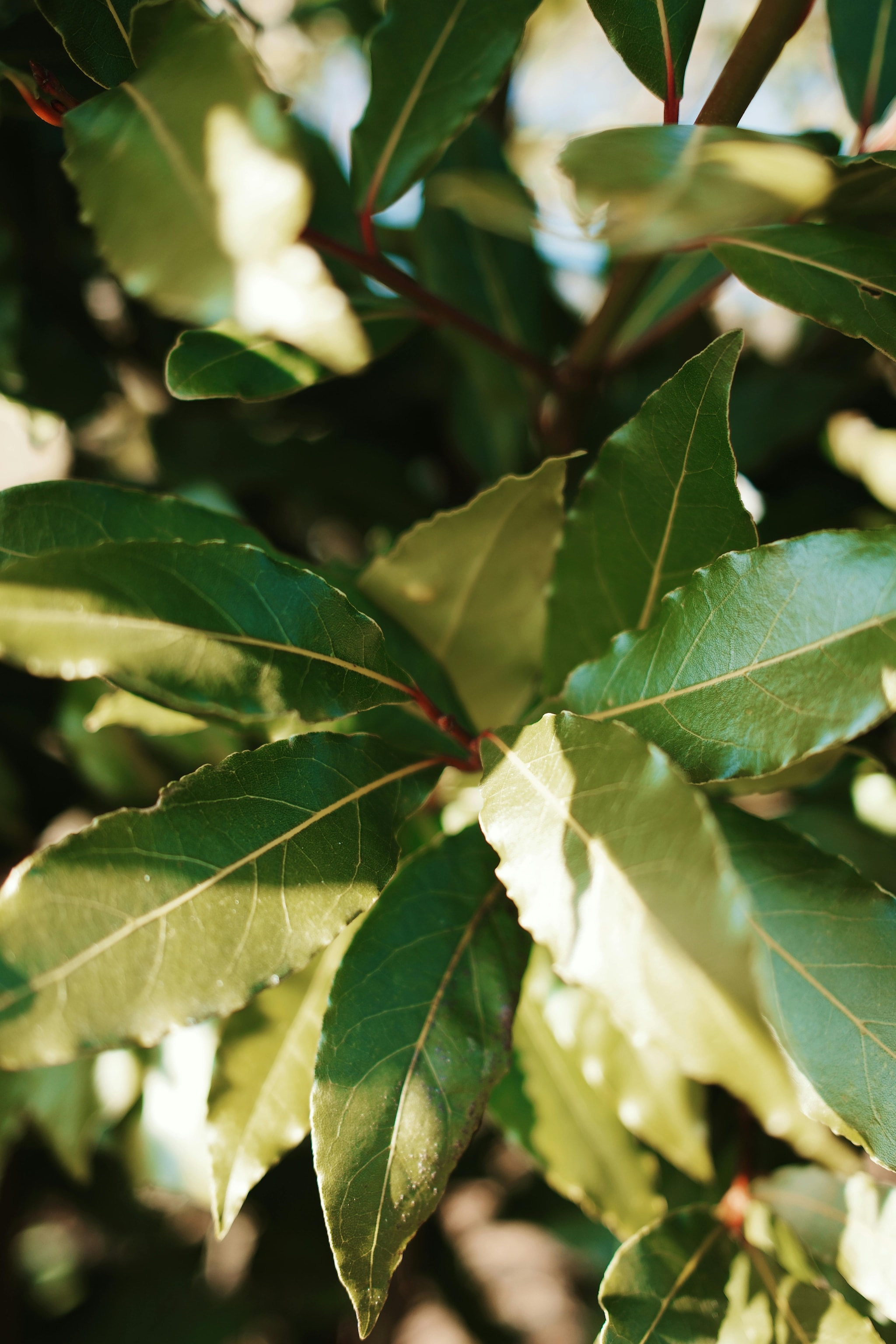 Cockroaches In Your Kitchen? These 4 Plants May Help Keep Them Away