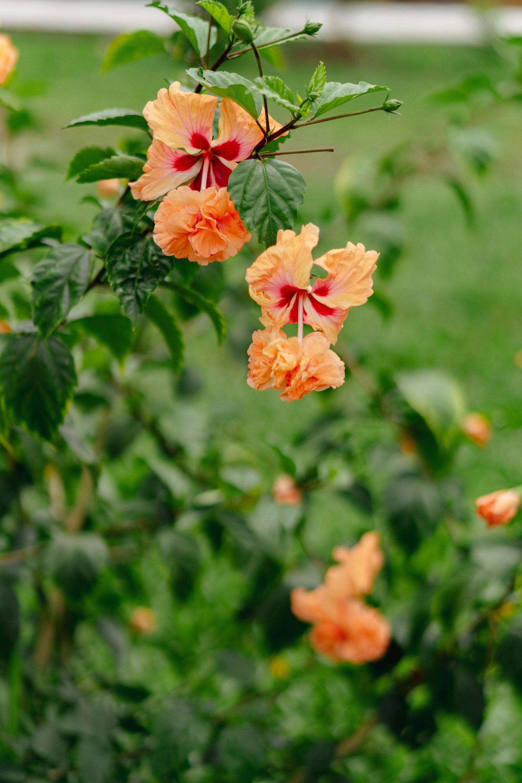 7 Pollinator Friendly Flowering Plants To Grow In Your Garden Balcony ...