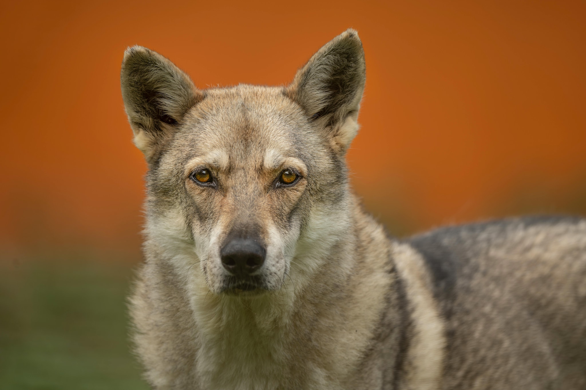 7. Wolfdogs Wolfdog hybrids, dogs bred with wolves, are considered difficult to domesticate and unpredictable in behaviour. Because of safety concerns, they are often discouraged or restricted in several regions.