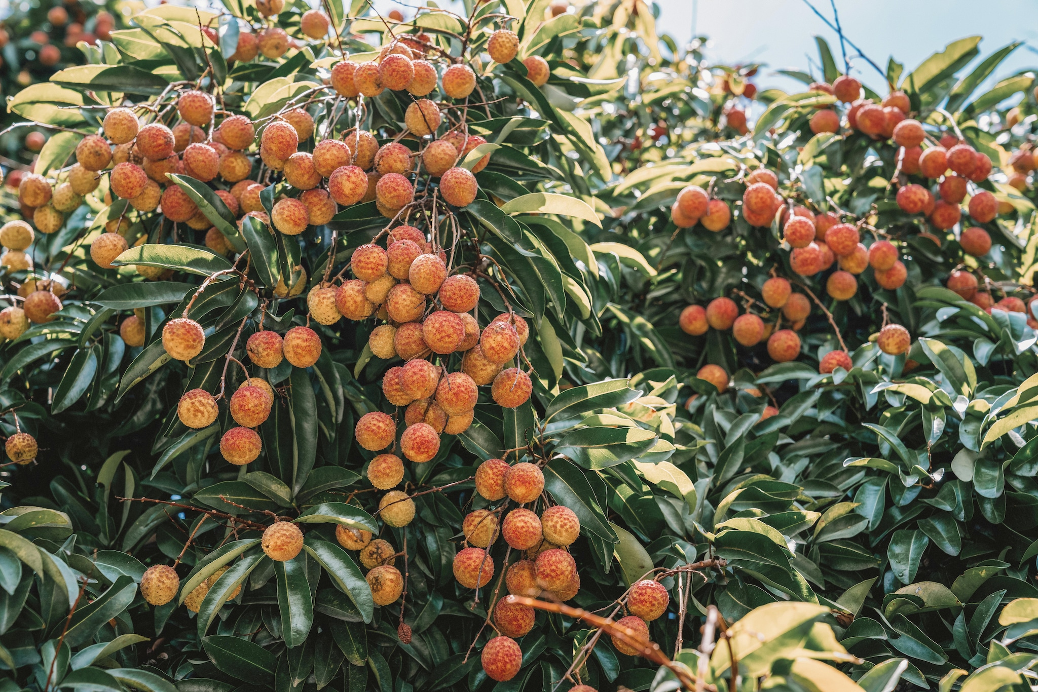 Optimize Sunlight Exposure: Position your pot in the sunniest spot on your balcony. Litchi trees require at least 6 to 8 hours of direct sunlight daily to produce energy for fruit. If your balcony is shaded, use reflective surfaces to maximize light reaching the leaves. Optimize Sunlight Exposure: Position your pot in the sunniest spot on your balcony. Litchi trees require at least 6 to 8 hours of direct sunlight daily to produce energy for fruit. If your balcony is shaded, use reflective surfaces to maximize light reaching the leaves.