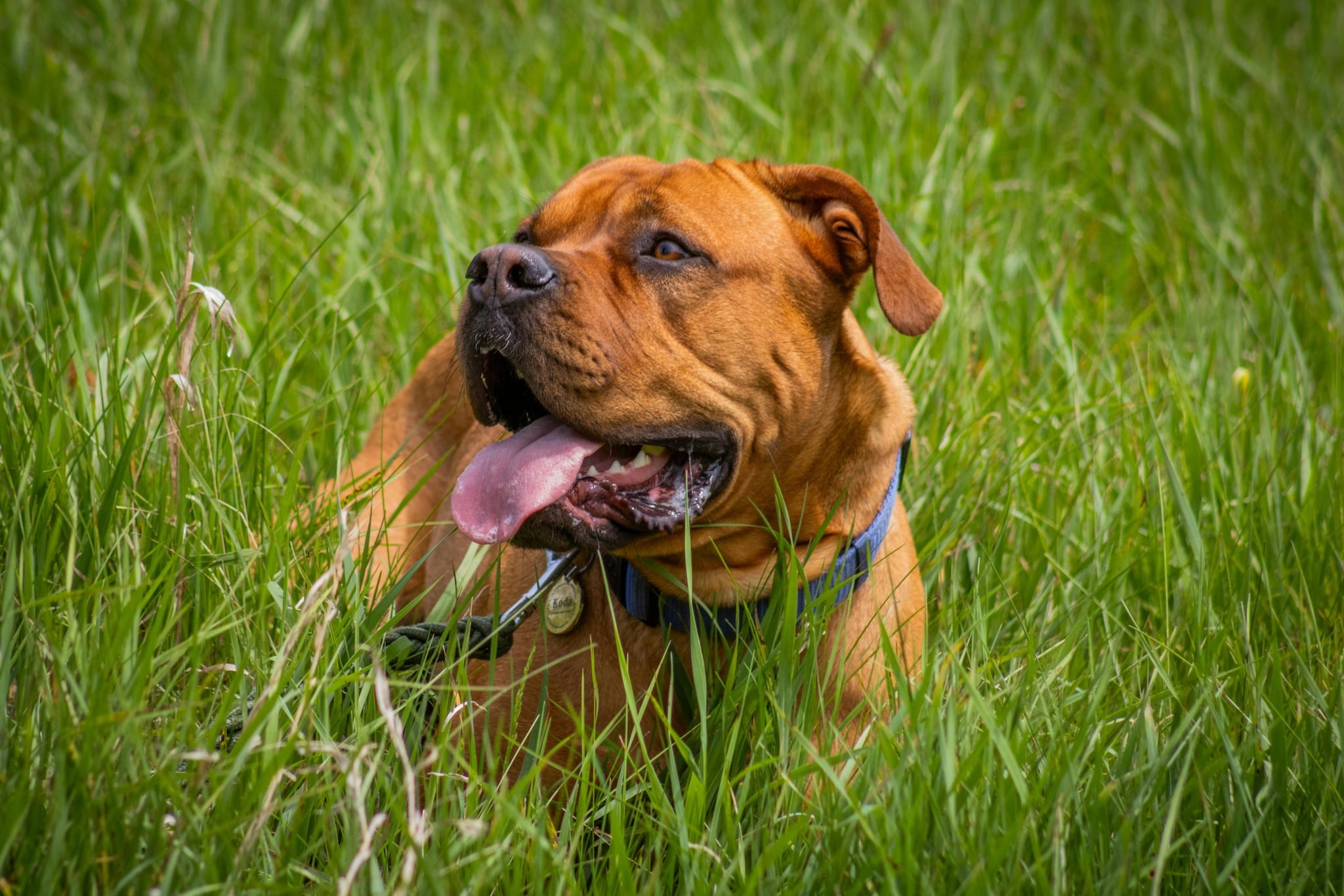 Mastiff: The Mastiff is a giant breed for which excessive movement is optional. Their massive tires require a lot of downtime to recover. They are incredibly obedient and laid-back, spending a good portion of their lives dreaming away in a quiet corner.