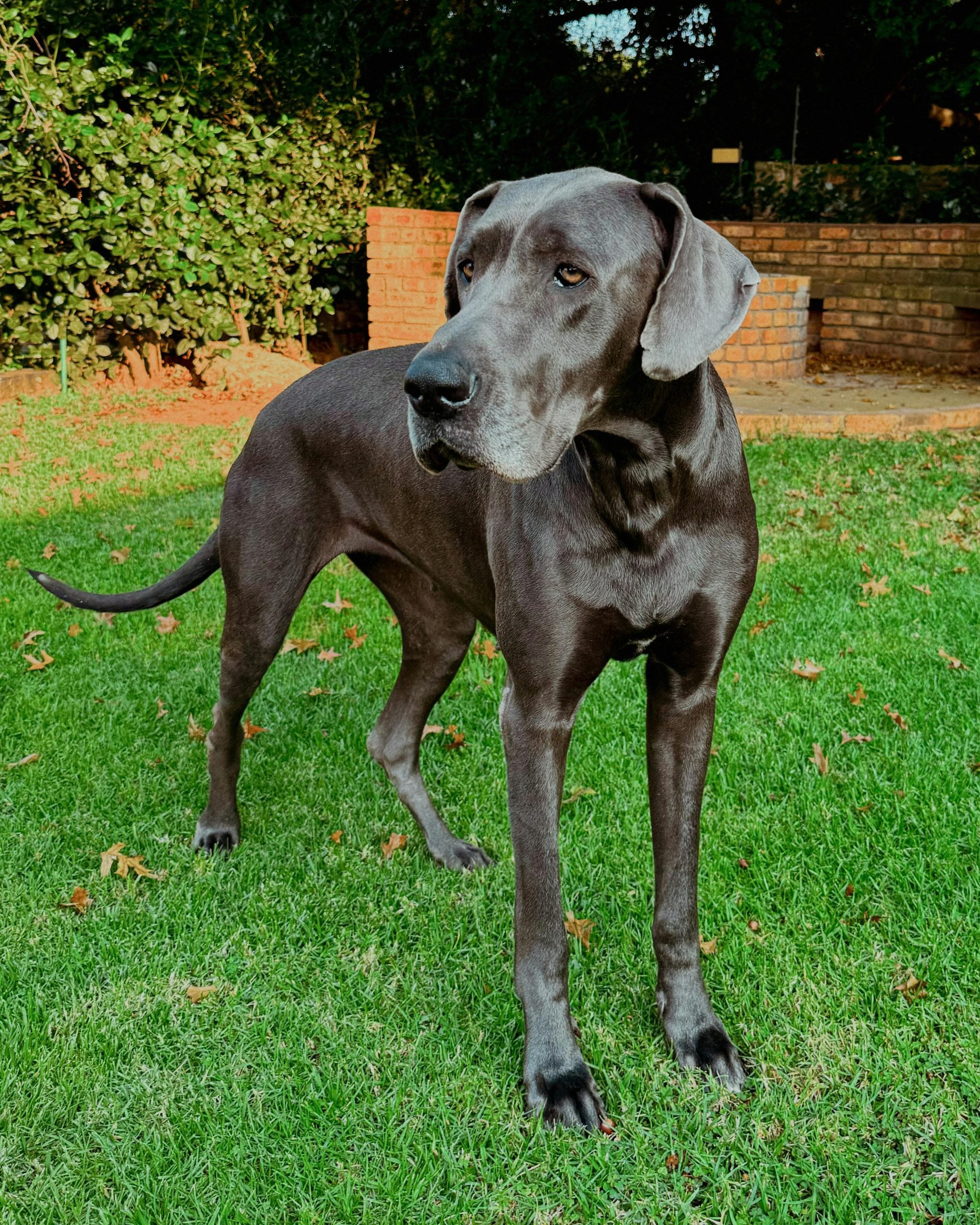 Great Dane: These gentle giants may look majestic, but they are world-class sleepers. Large breeds require ample rest to maintain their massive bodies. Your Great Dane will be happy to claim your entire sofa as his personal bed for long, peaceful afternoons.
