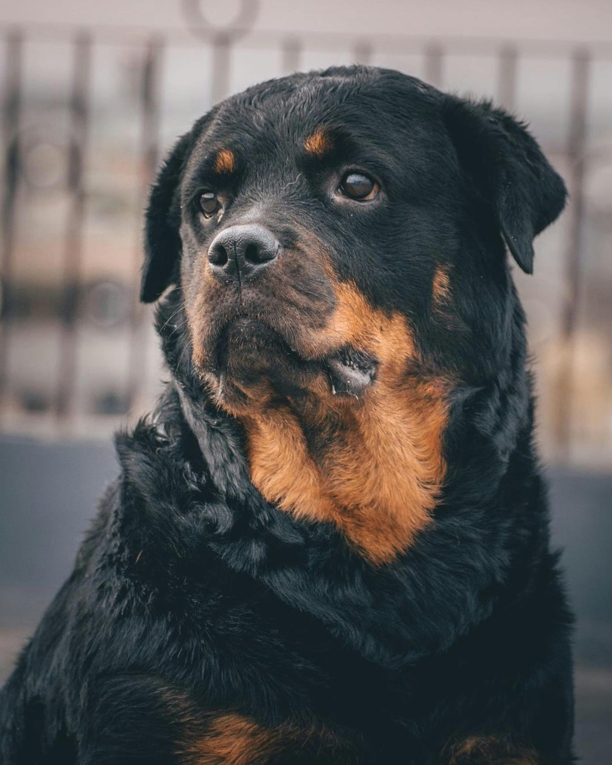 3. RottweilerKnown for their muscular build and guarding instincts, Rottweilers are considered powerful working dogs. However, concerns over aggressive behaviour and attacks have led to stricter regulations and scrutiny around ownership.