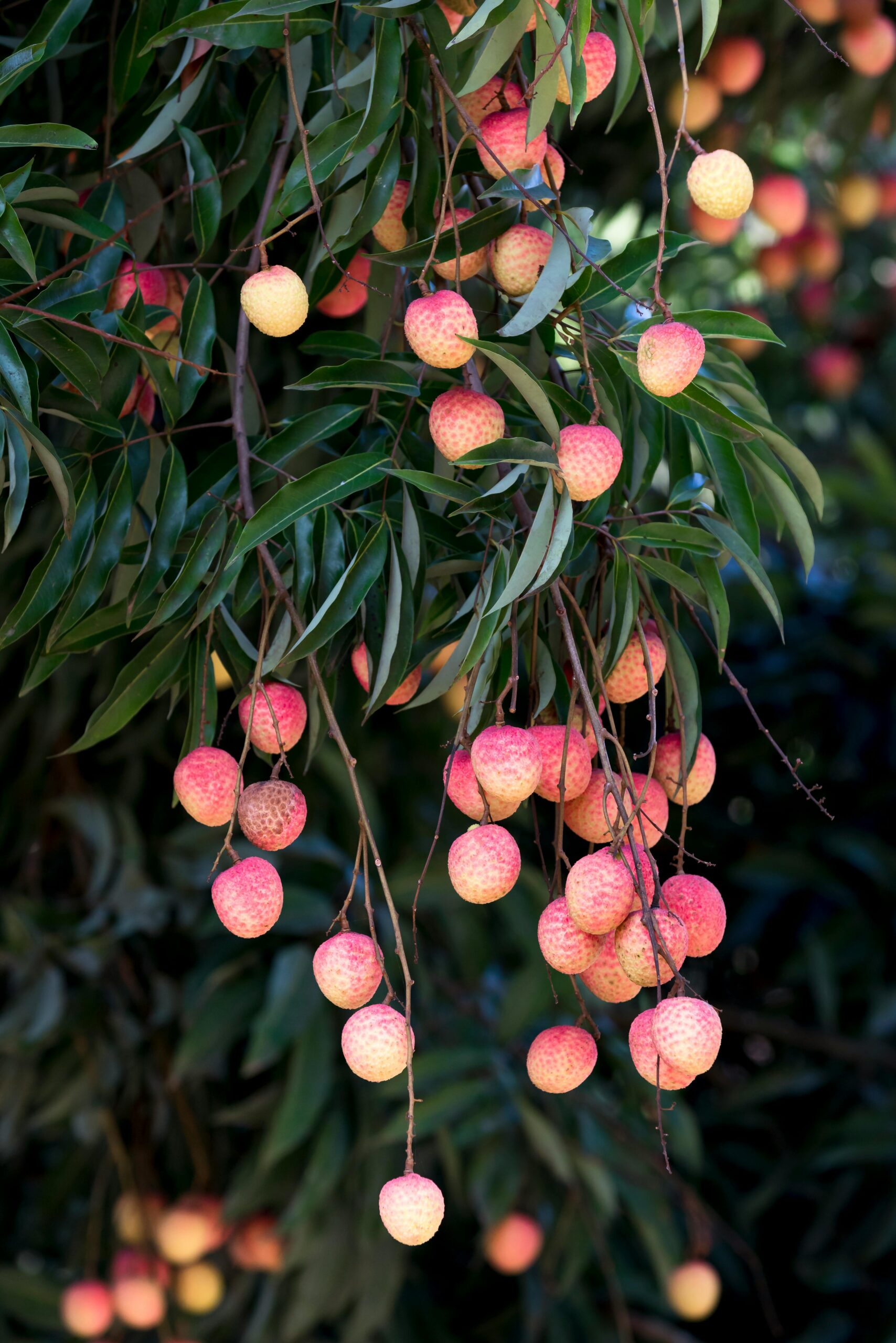 Select a Large Container: Start with a pot at least 15–20 gallons in size with ample drainage holes. Litchi trees have extensive root systems and dislike "wet feet," so a sturdy terracotta or high-quality plastic pot is essential to prevent waterlogging and root rot. Select a Large Container: Start with a pot at least 15–20 gallons in size with ample drainage holes. Litchi trees have extensive root systems and dislike "wet feet," so a sturdy terracotta or high-quality plastic pot is essential to prevent waterlogging and root rot.