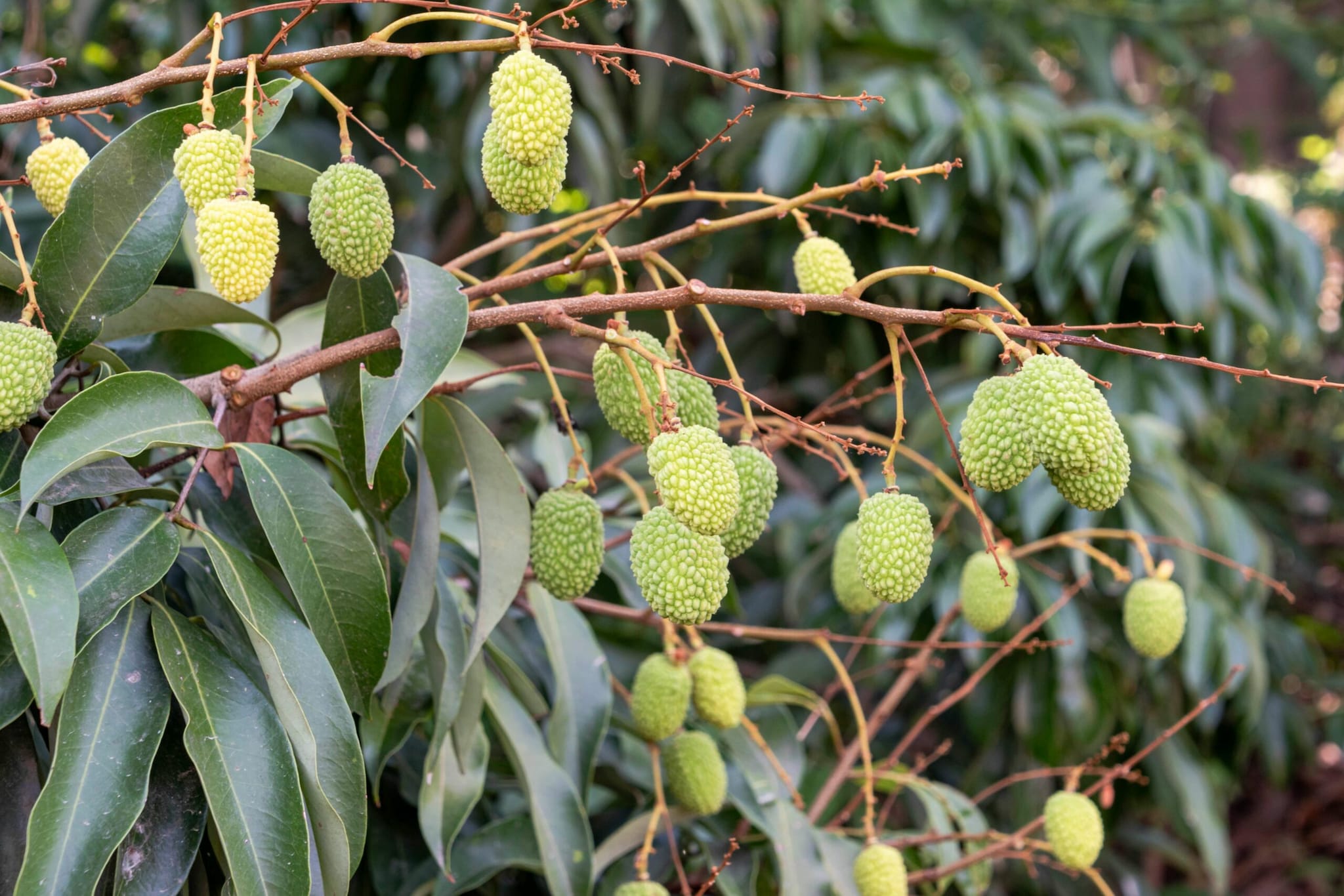 Pruning for Shape: Prune your litchi tree annually after harvest to maintain a compact shape suitable for a balcony. Remove crossing branches and thin out the center to allow light and air to penetrate, which reduces pest risks and encourages more flowering points. Pruning for Shape: Prune your litchi tree annually after harvest to maintain a compact shape suitable for a balcony. Remove crossing branches and thin out the center to allow light and air to penetrate, which reduces pest risks and encourages more flowering points.