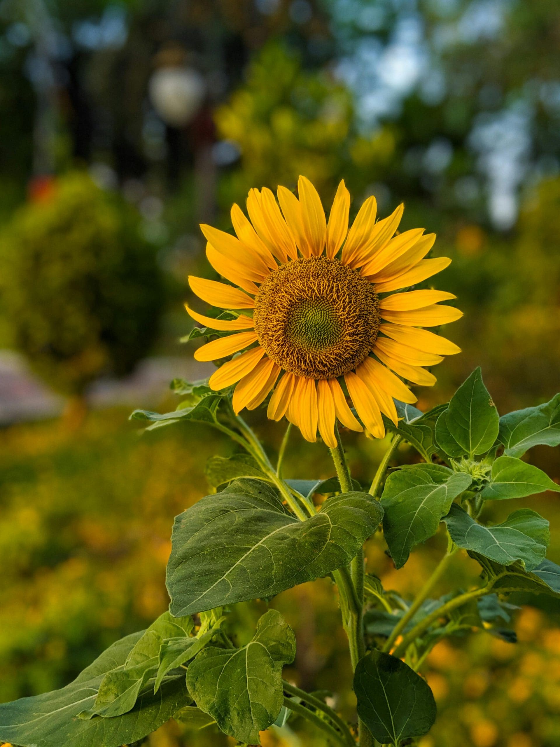 7 Pollinator Friendly Flowering Plants To Grow In Your Garden Balcony This Summer
