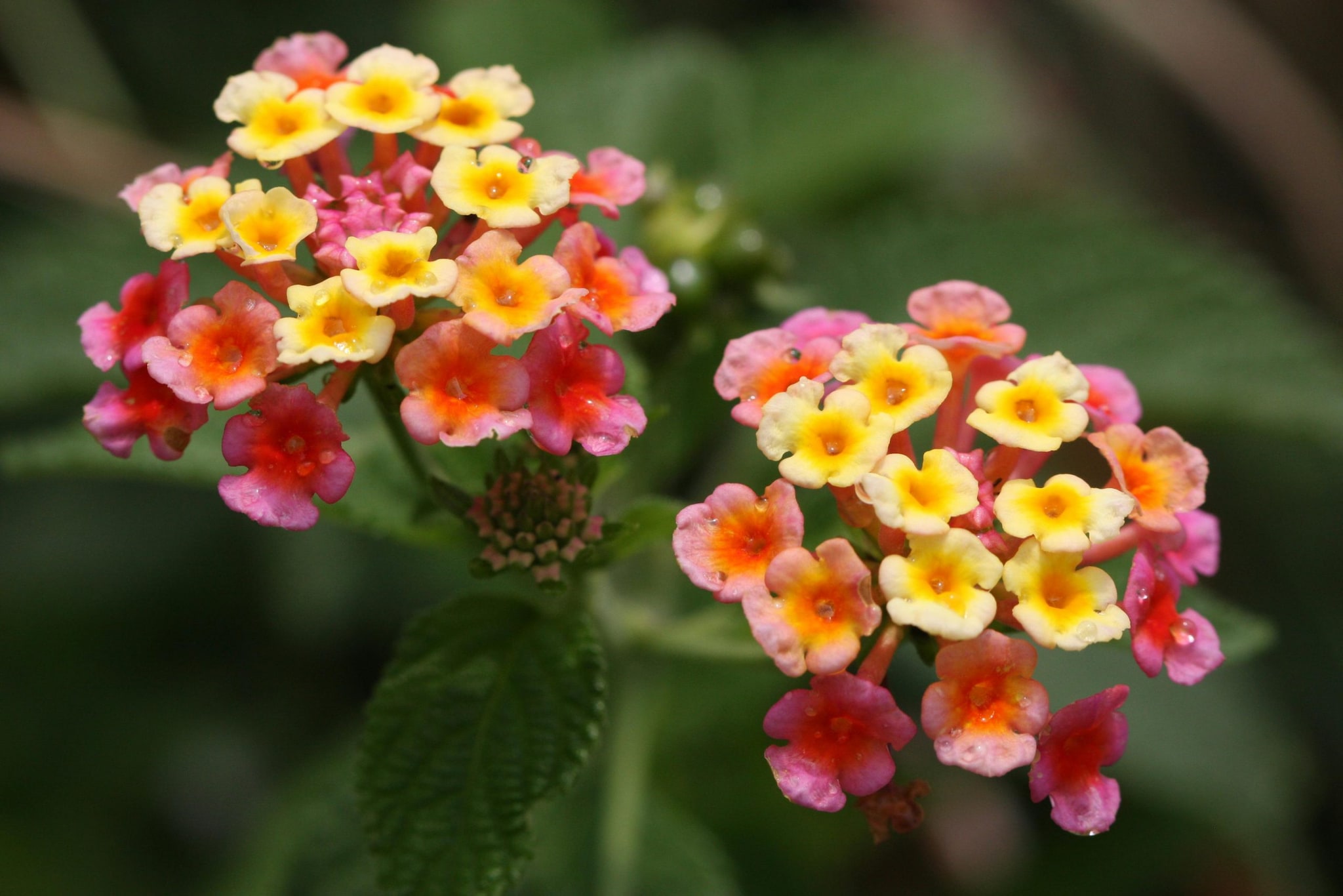 7 Pollinator Friendly Flowering Plants To Grow In Your Garden Balcony This Summer