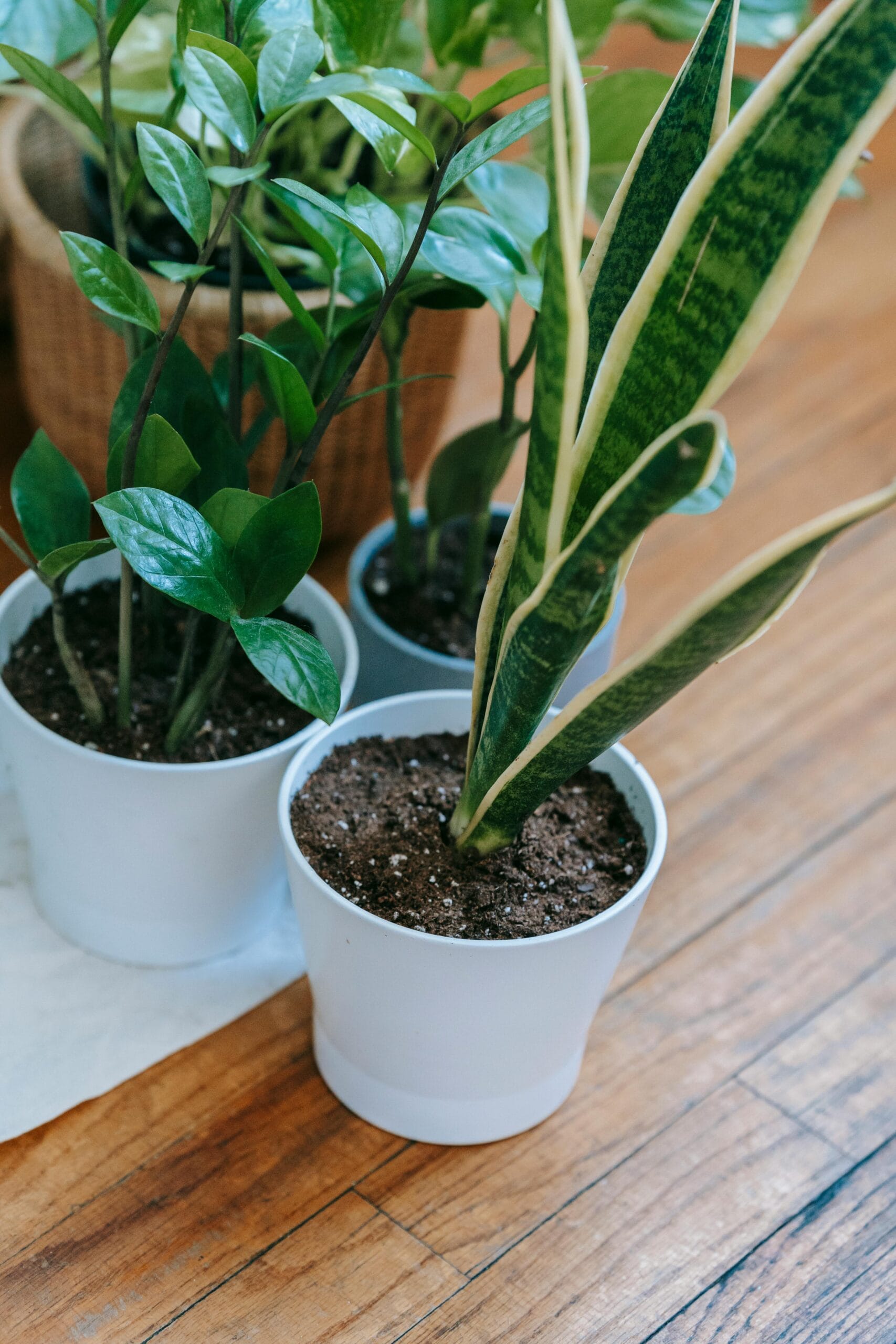 Snake Plant: A staple for low-light rooms, the snake plant contains saponins that protect it from insects but sicken pets. If eaten, it typically causes gastrointestinal distress, including nausea and diarrhea. While rarely fatal, it makes for a very miserable afternoon for pets. Snake Plant: A staple for low-light rooms, the snake plant contains saponins that protect it from insects but sicken pets. If eaten, it typically causes gastrointestinal distress, including nausea and diarrhea. While rarely fatal, it makes for a very miserable afternoon for pets.