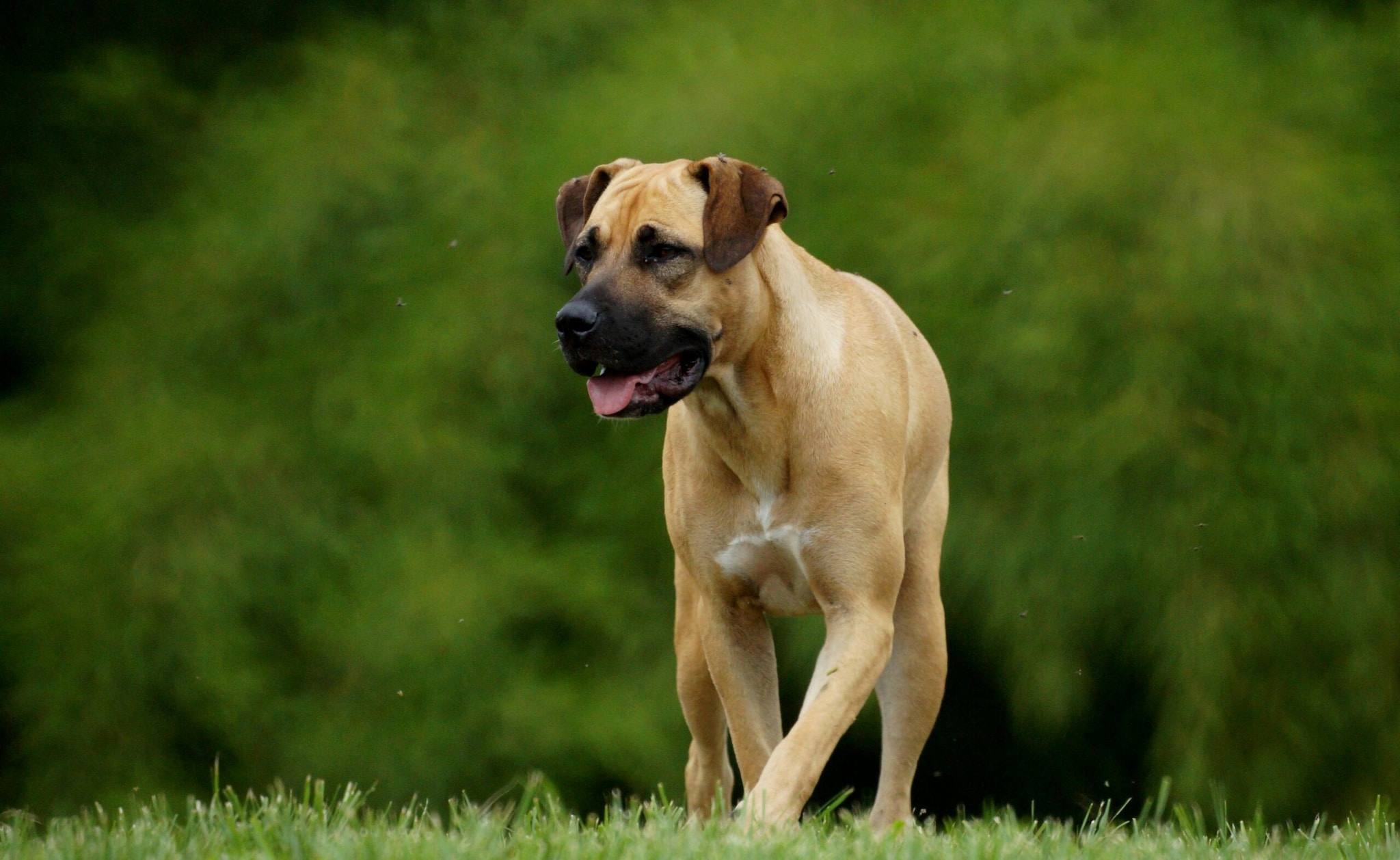 6. BoerboelThis South African mastiff breed is known for its size and guarding instincts. Due to concerns over public safety and handling difficulties, Boerboels have been included in restricted breed lists in several places.