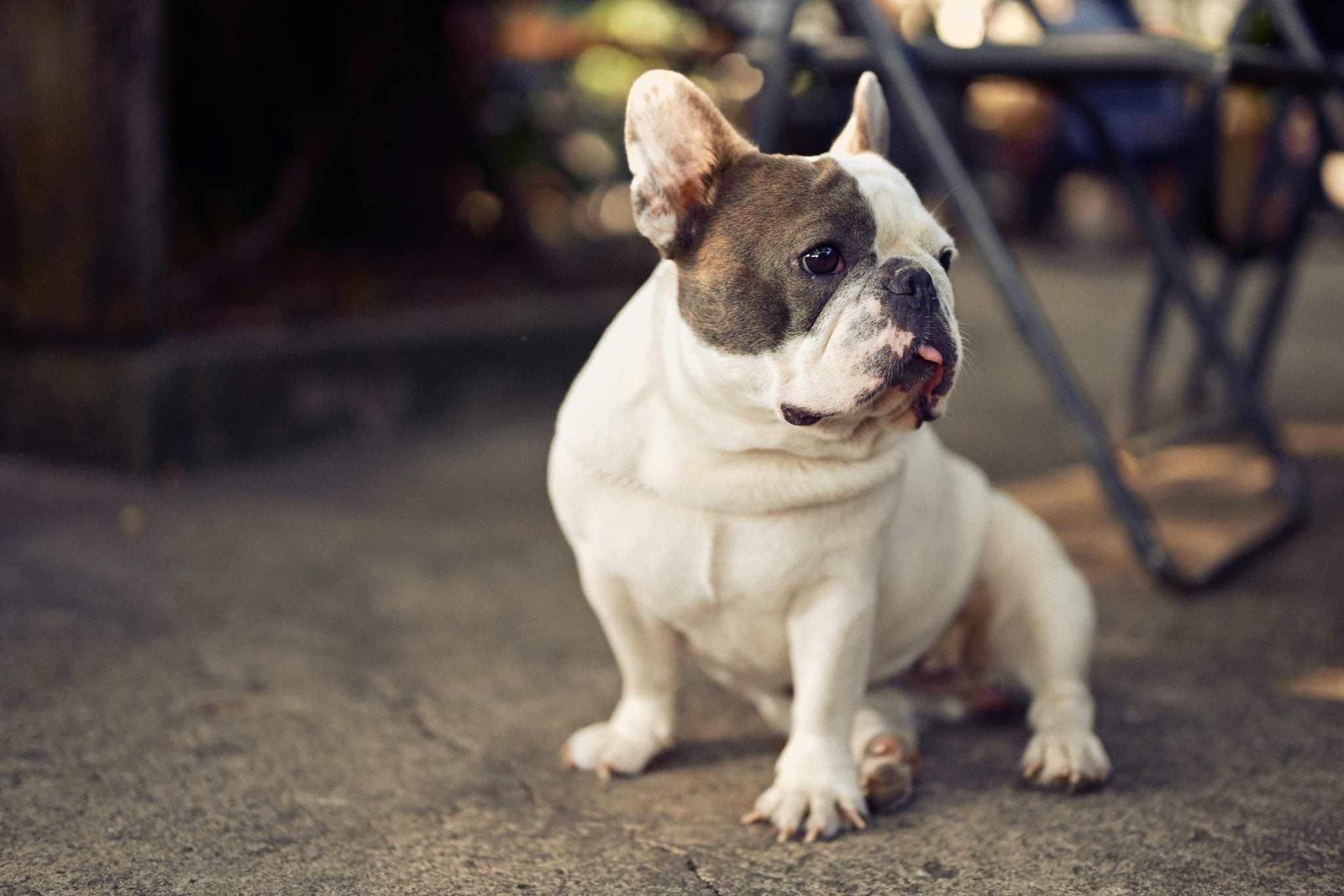 French Bulldog: The French are big fans of "Inner life." Their small size and low exercise requirements make them an ideal apartment companion. They love to cuddle and often spend the afternoon napping at their owners' feet or on a pillow.
