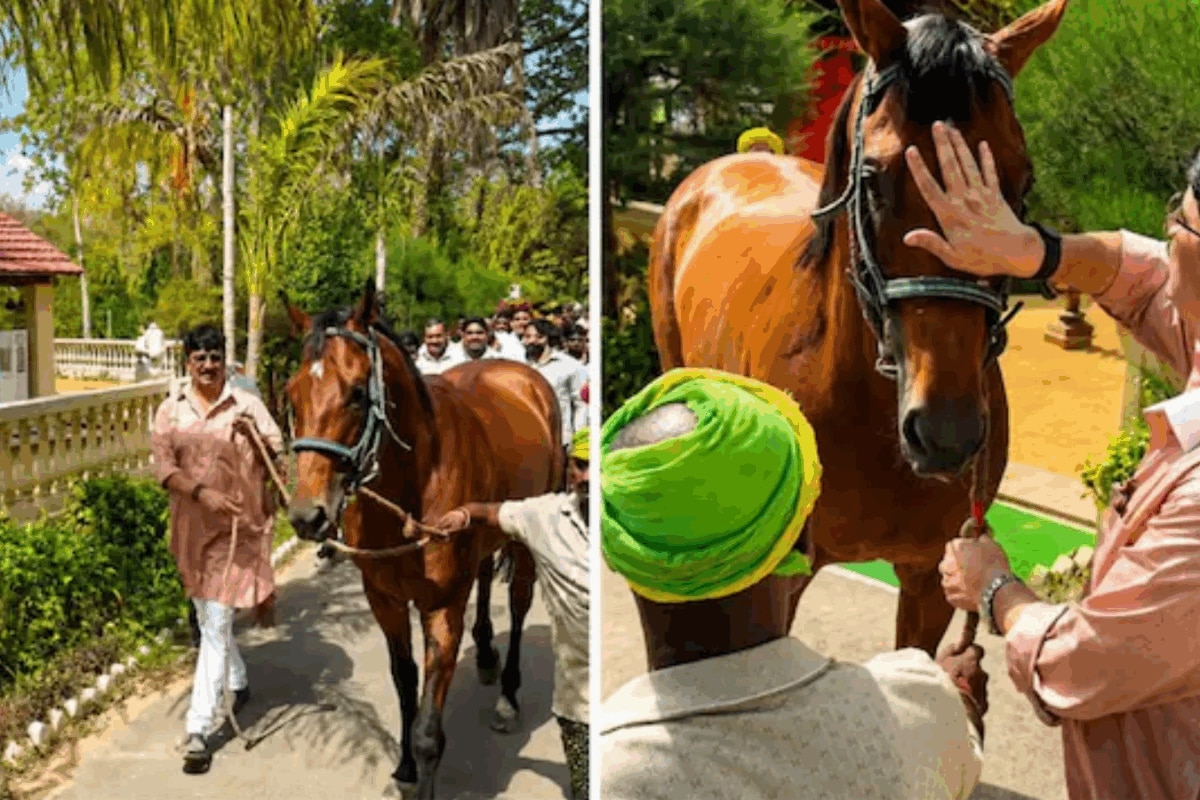 Meet ‘Ashwa Magadhira’: Raja Bhaiya’s New Horse Whose Price Tag Could Get You A Noida Villa