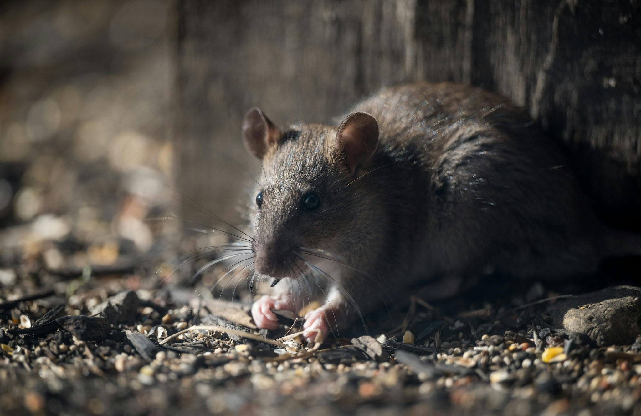 DYK How Rats Fit In Small Holes? Easy Hacks To Remove Them From Your Home