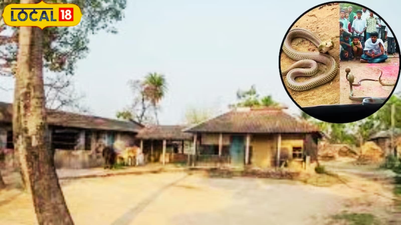 Snake Village Of India: Where Cobras Freely Roam Around Every House