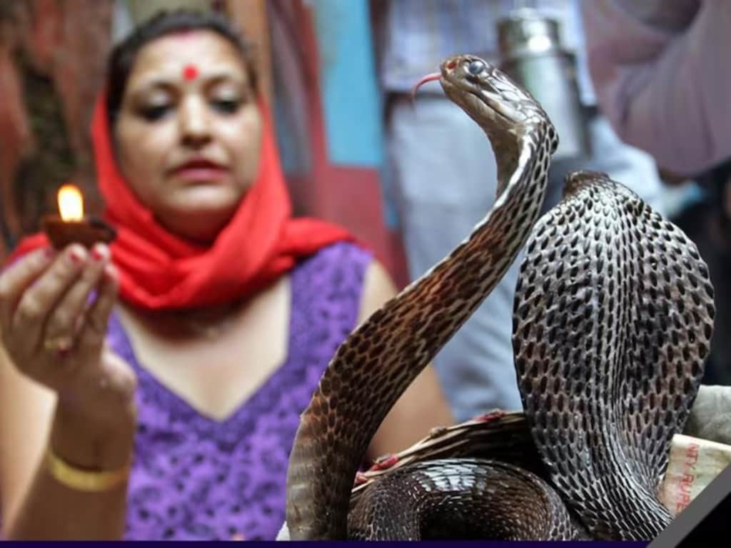 Snake Village Of India: Where Cobras Freely Roam Around Every House