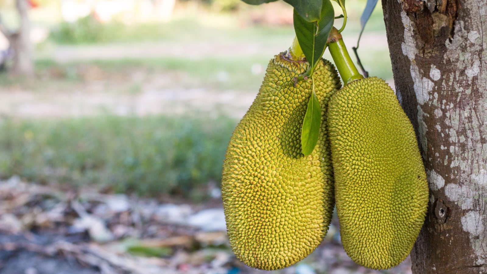 How To Tell If A Jackfruit Is Ripe Using Simple Visual And Touch Tests 1