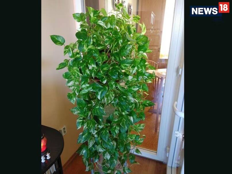 Money Plant Leaves Losing Colour? Try These 7 Tips For Greener, Shinier  Leaves