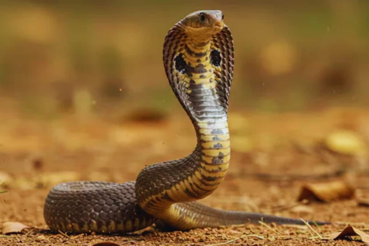 12-Year-Old Girl Killed, 3 Critical After Snake Bites Students In Jharkhand Hostel