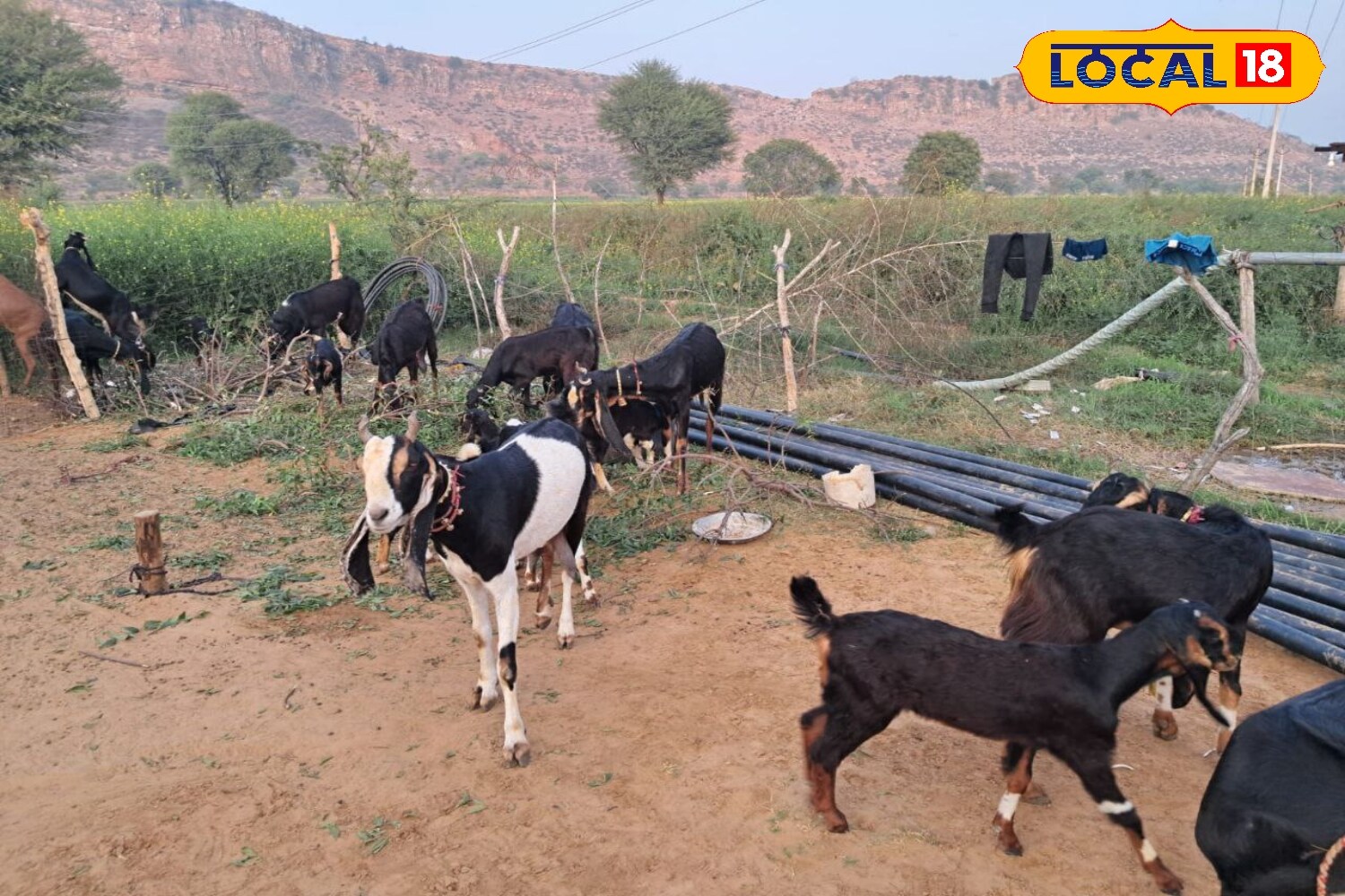 According to senior veterinarian Dr. Brahma Prakash Pandey, one of the Karauli goat breed's greatest strengths is its rapid growth rate. Male goats reach marketable size and weight within approximately nine months of birth. Compared to many other goat breeds, they grow faster, saving livestock owners long wait times. Their maturation time also keeps the cost of rearing them manageable. Karauli goats are considered profitable for commercial goat farming, providing excellent economic returns for livestock owners.