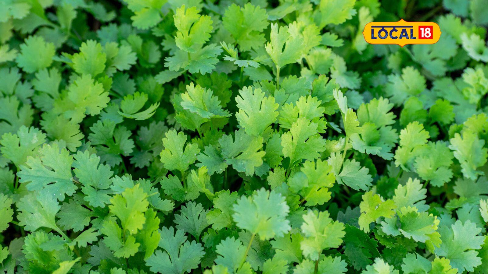 10 Vegetables You Can Easily Grow In Pots During The Rainy Season 1