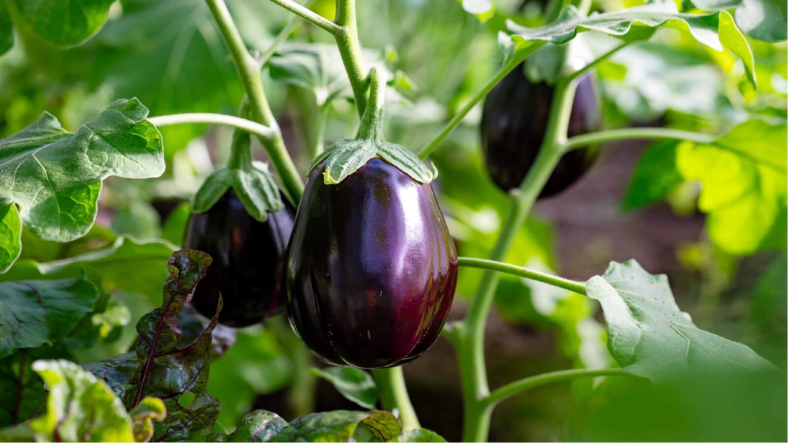 10 Vegetables You Can Easily Grow In Pots During The Rainy Season 3