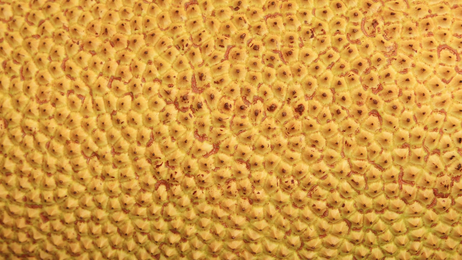 How To Tell If A Jackfruit Is Ripe Using Simple Visual And Touch Tests 2