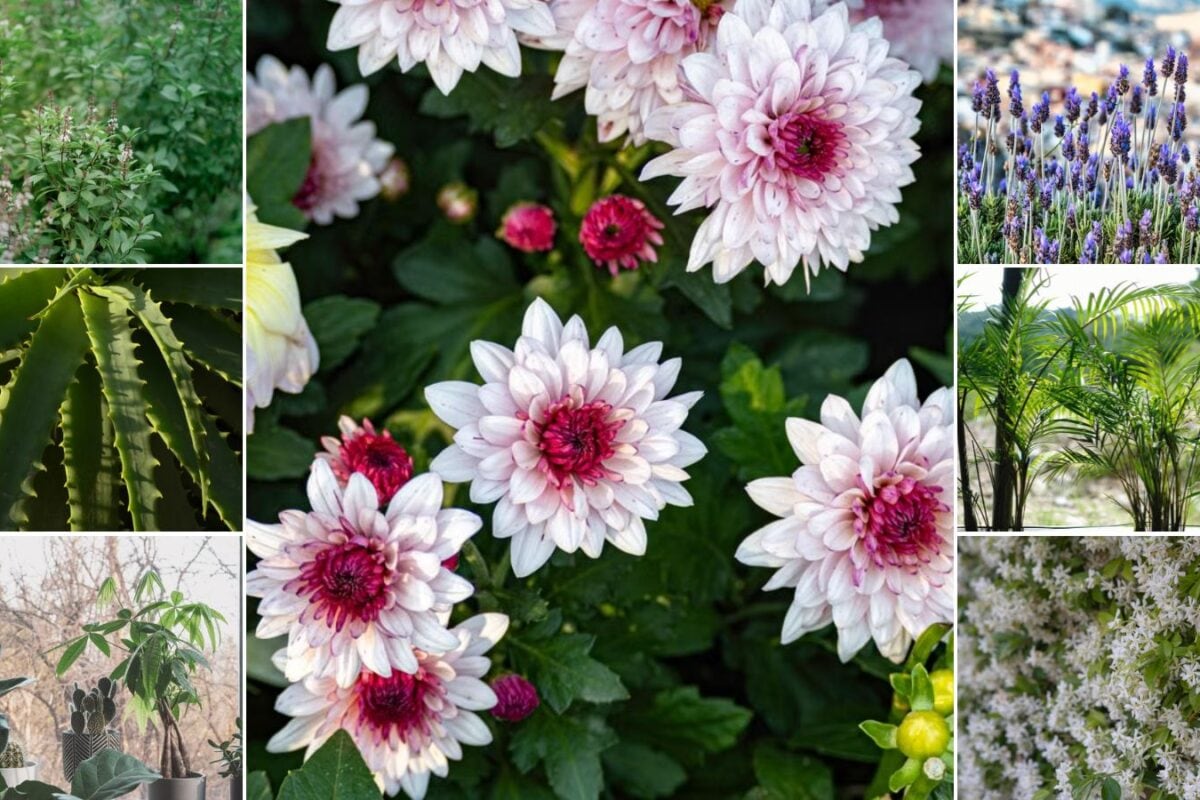 7 Lucky Plants That Promise Wealth, Peace & Happiness
