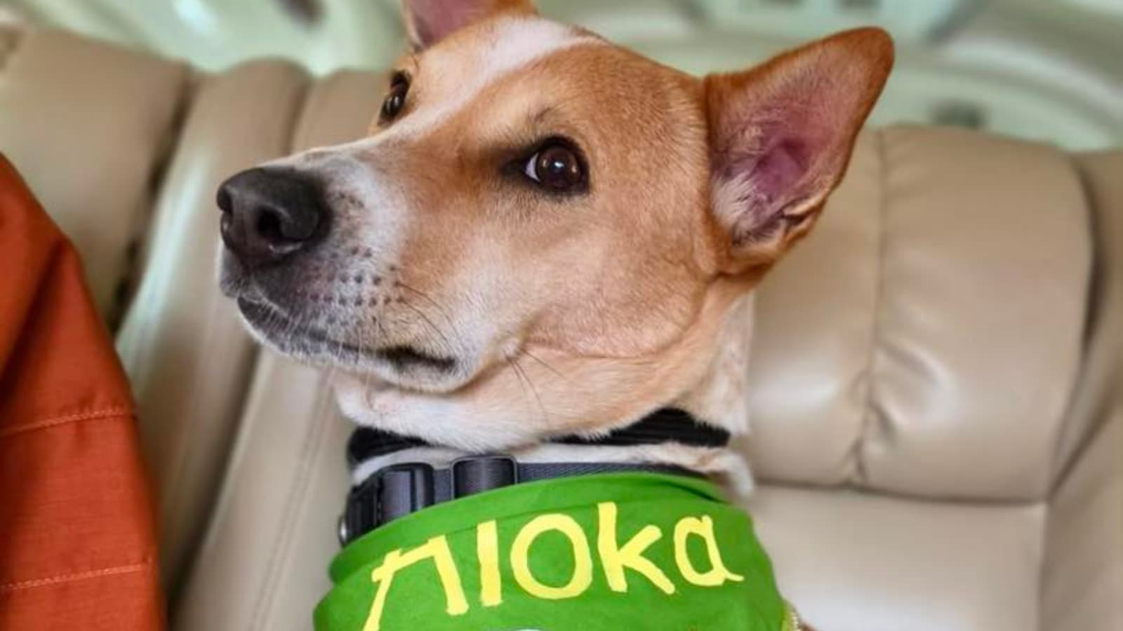 Monks Rescued Dog Meet The World's First Indian Rescue Dog Who Walked 2300 Miles Across ...