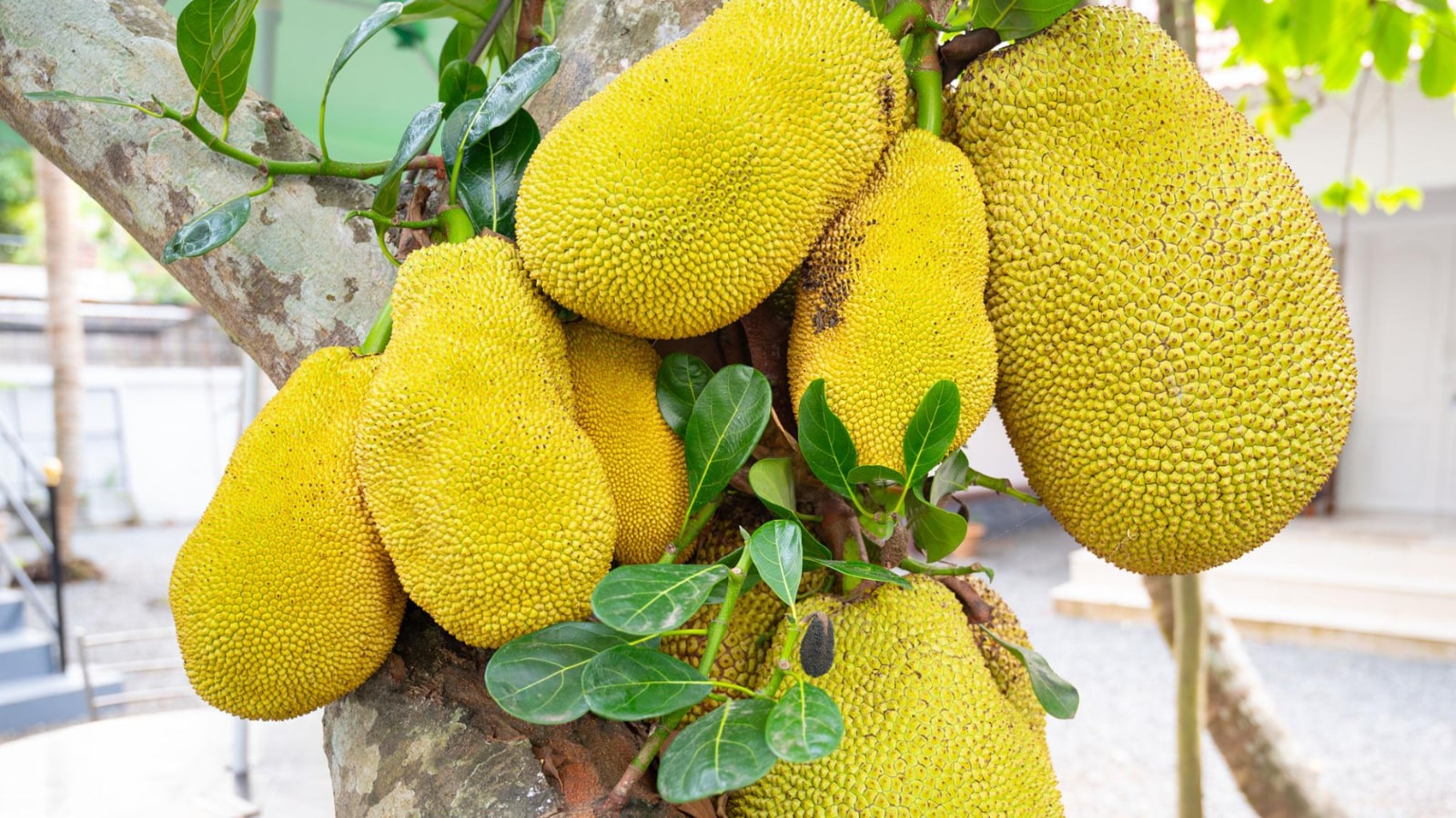 How To Tell If A Jackfruit Is Ripe Using Simple Visual And Touch Tests 3
