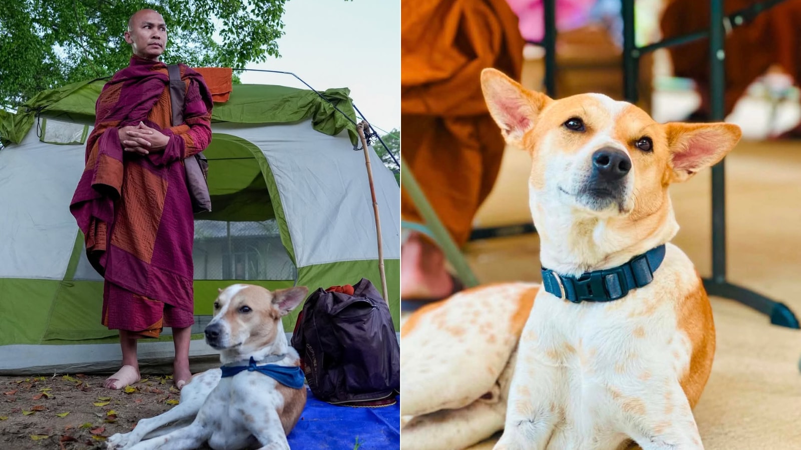 Monks Rescued Dog Meet The World's First Indian Rescue Dog Who Walked 2300 Miles Across ...