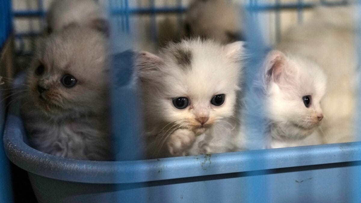 Unmasking Feline Felons: 400 Stolen Cats Saved From Slaughter As Vietnam Authorities Bust Trafficking Ring