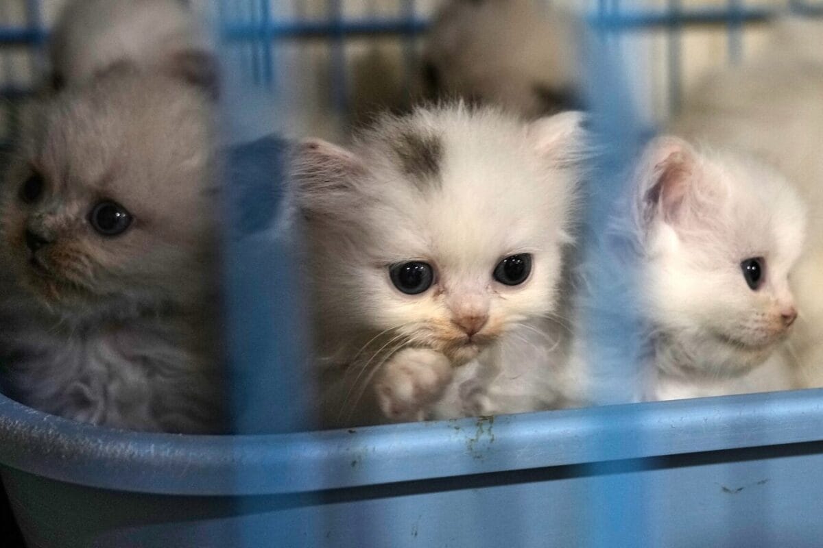 Unmasking Feline Felons: 400 Stolen Cats Saved From Slaughter As Vietnam Authorities Bust Trafficking Ring