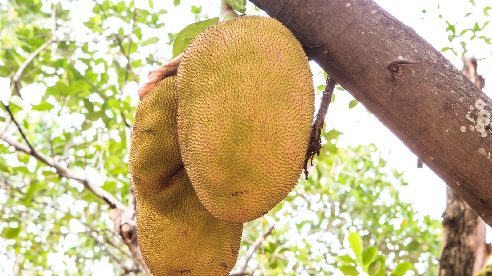 How To Tell If A Jackfruit Is Ripe Using Simple Visual And Touch Tests 5