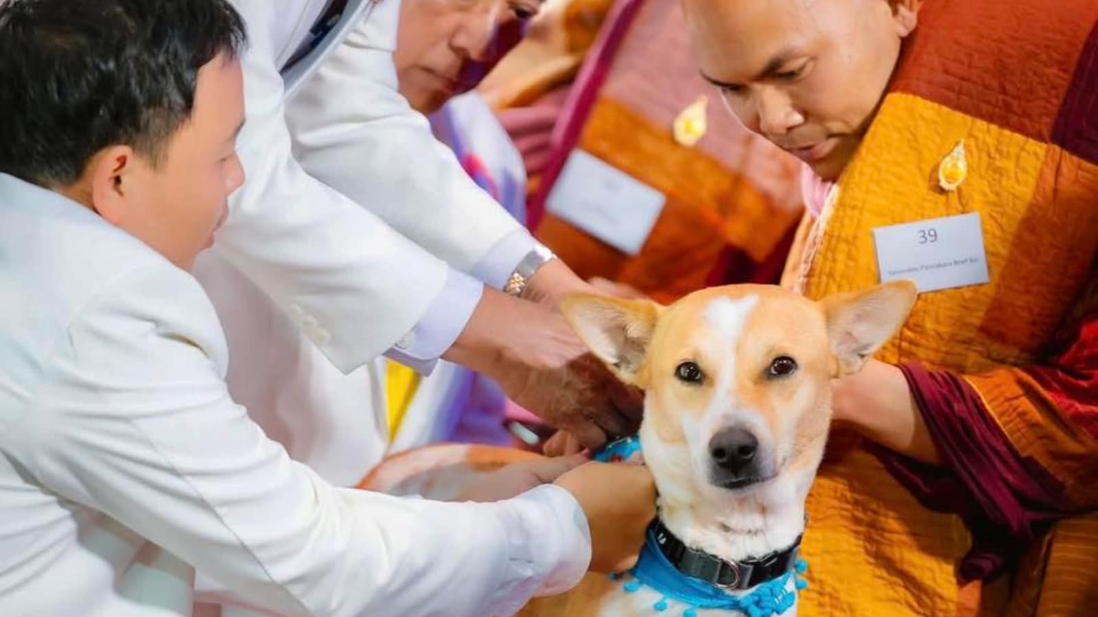 Monks Rescued Dog Meet The World's First Indian Rescue Dog Who Walked 2300 Miles Across ...