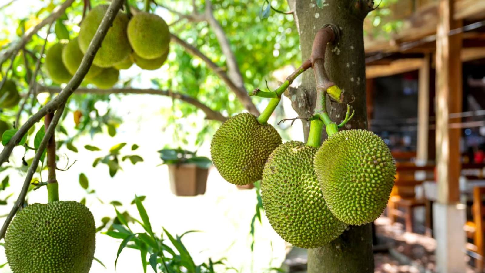 How To Tell If A Jackfruit Is Ripe Using Simple Visual And Touch Tests 6