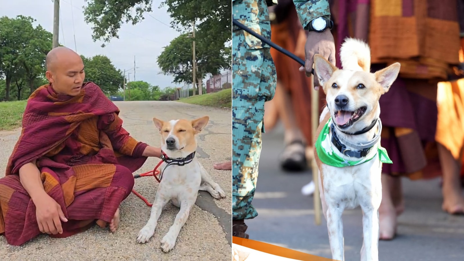 Monks Rescued Dog Meet The World's First Indian Rescue Dog Who Walked 2300 Miles Across ...