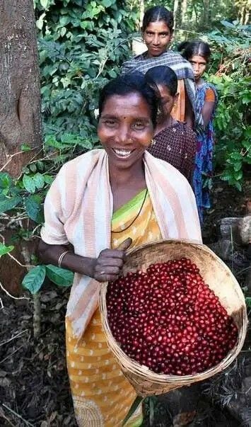 Bababudangiri Arabica: Cultivated in the historic cradle of Indian coffee, this GI-tagged variety grows at high altitudes in Karnataka. The beans yield a beautifully balanced, medium-bodied brew that features a naturally sweet, chocolate-forward flavor profile laced with mild, comforting hints of spice.