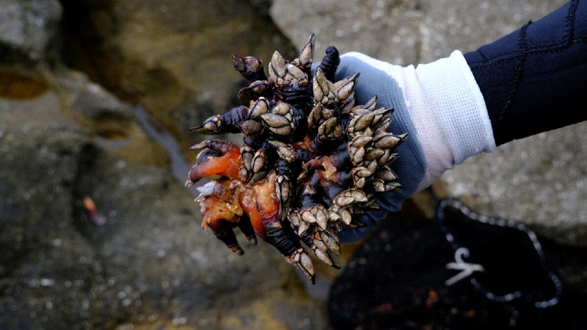 Hormuz Is Reopening. So Why Can't More Than 600 Tankers Sail? Blame The Barnacles